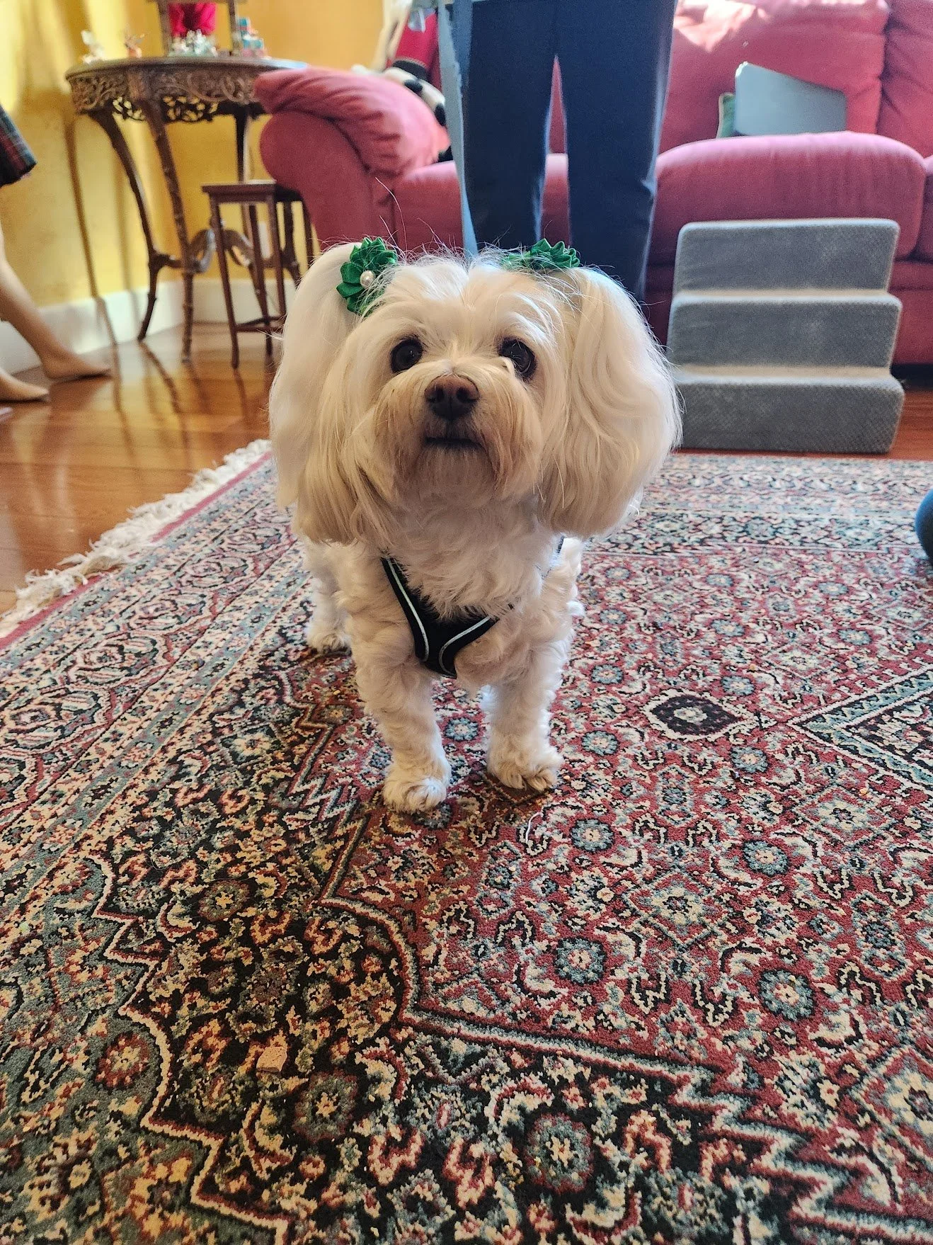 Another successful coaching session with Lola! This shy girl was okay with me being a bit closer, and feeding her treats directly. We've still got a ways to go, but Lola's level of comfort around me is definitely increasing!