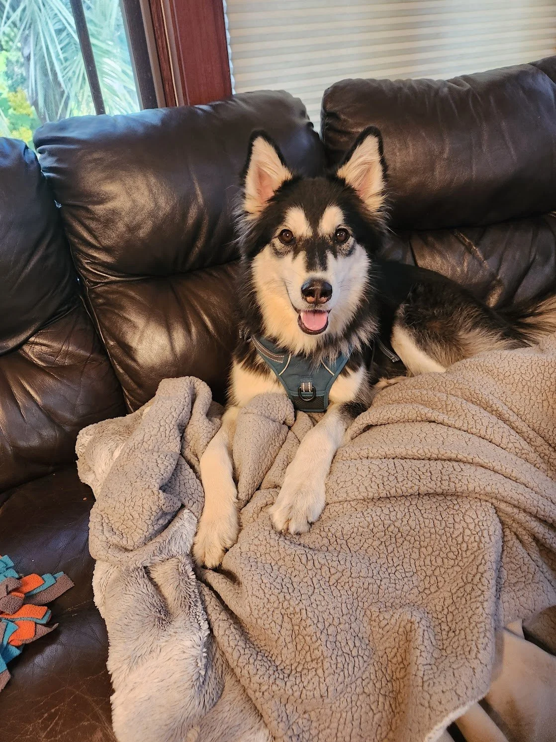 Caesar was very happy to meet the treat lady during his first in-person session! Excited to work with this super smart boy 