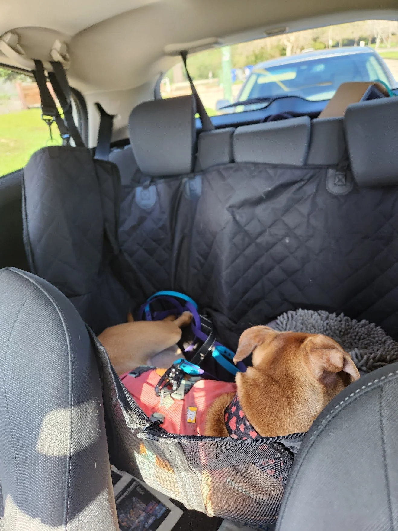 Daphne is ready for a nap after a successful Private Walk+Train!