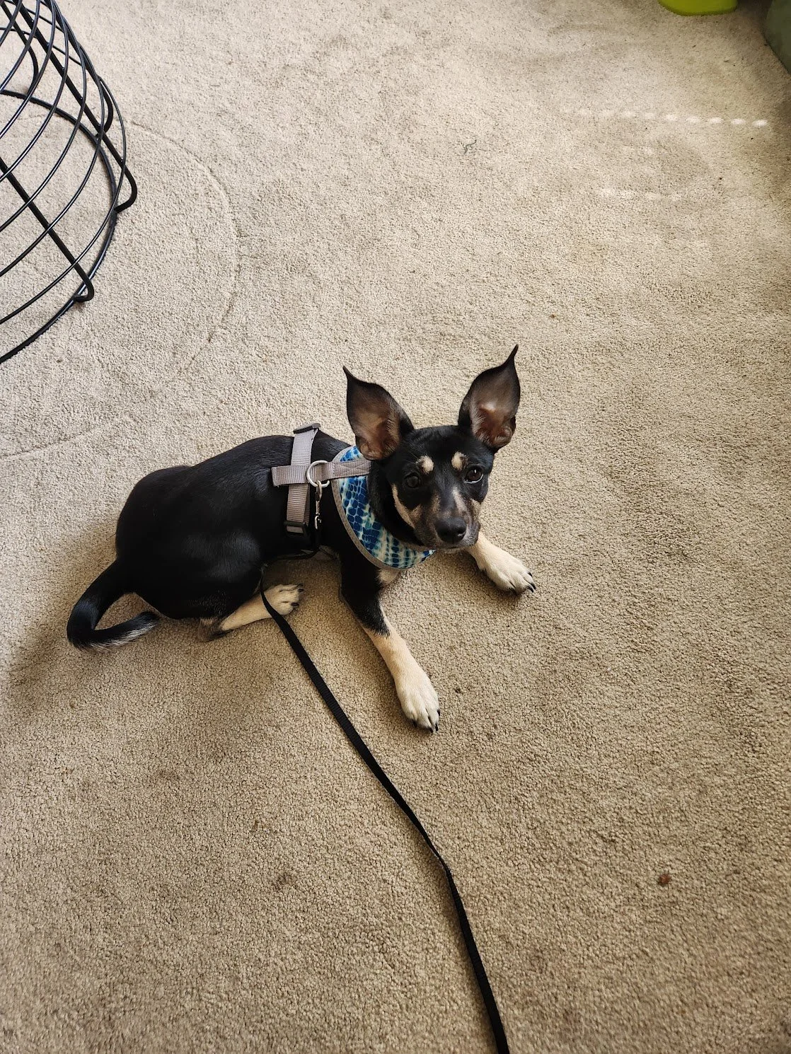 Got to meet Nina the puppy in-person today! We became instant friends, and she was also on top of her game...