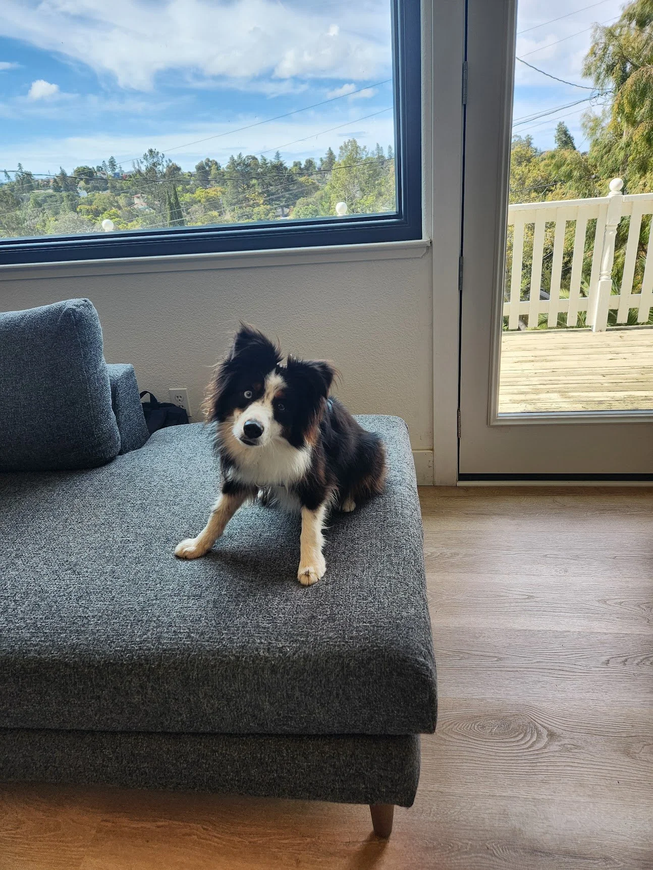 Zora decided he prefers the view from his couch during our home session!