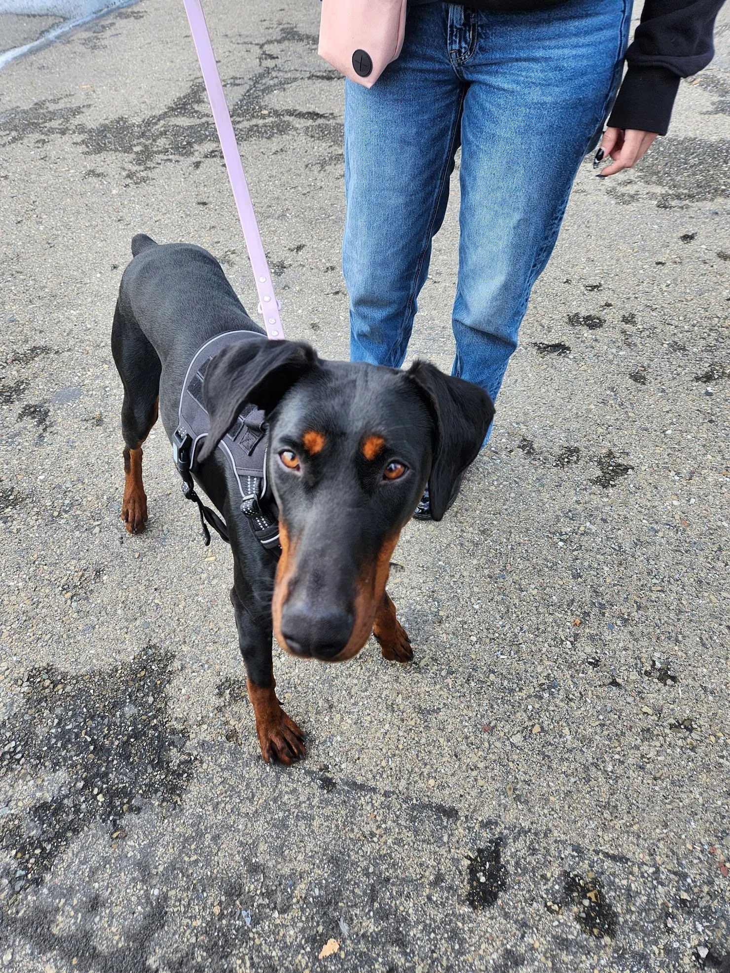 Azula encountered several triggers at the park today, and she did fairly well. 
It was a bit too crowded for us to have a ton of success, which teaches us how to improve next time!
