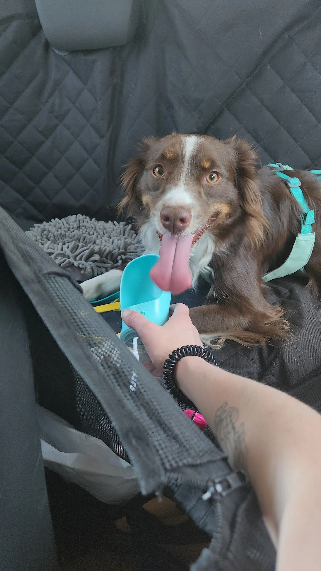 Water before the car ride back to Wally's dad!
So proud of this energizer bunny :)