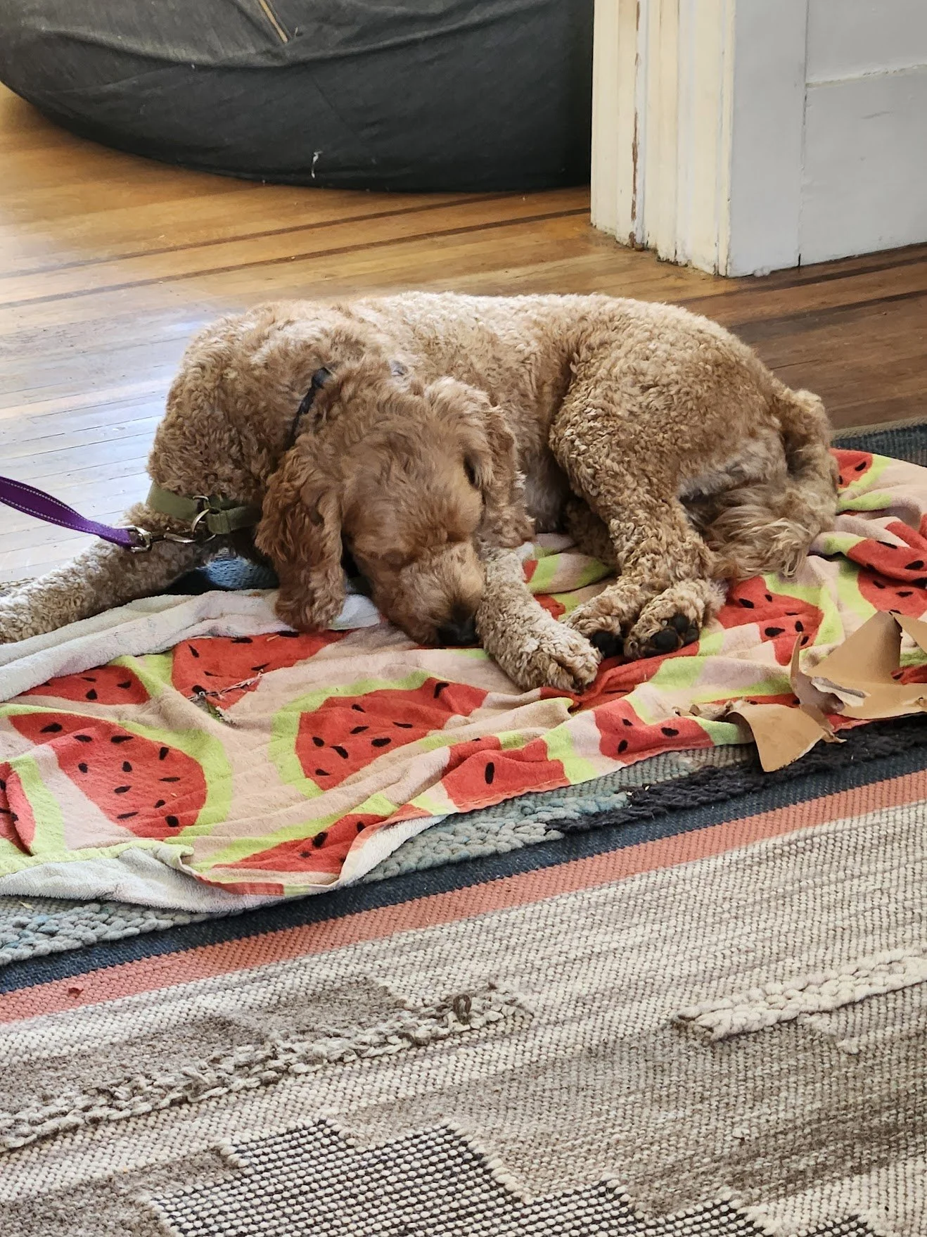 Bernie taking some time to chill out and practice "Relax on a Mat" when a potential human friend is in the same room! 
Such a good job!