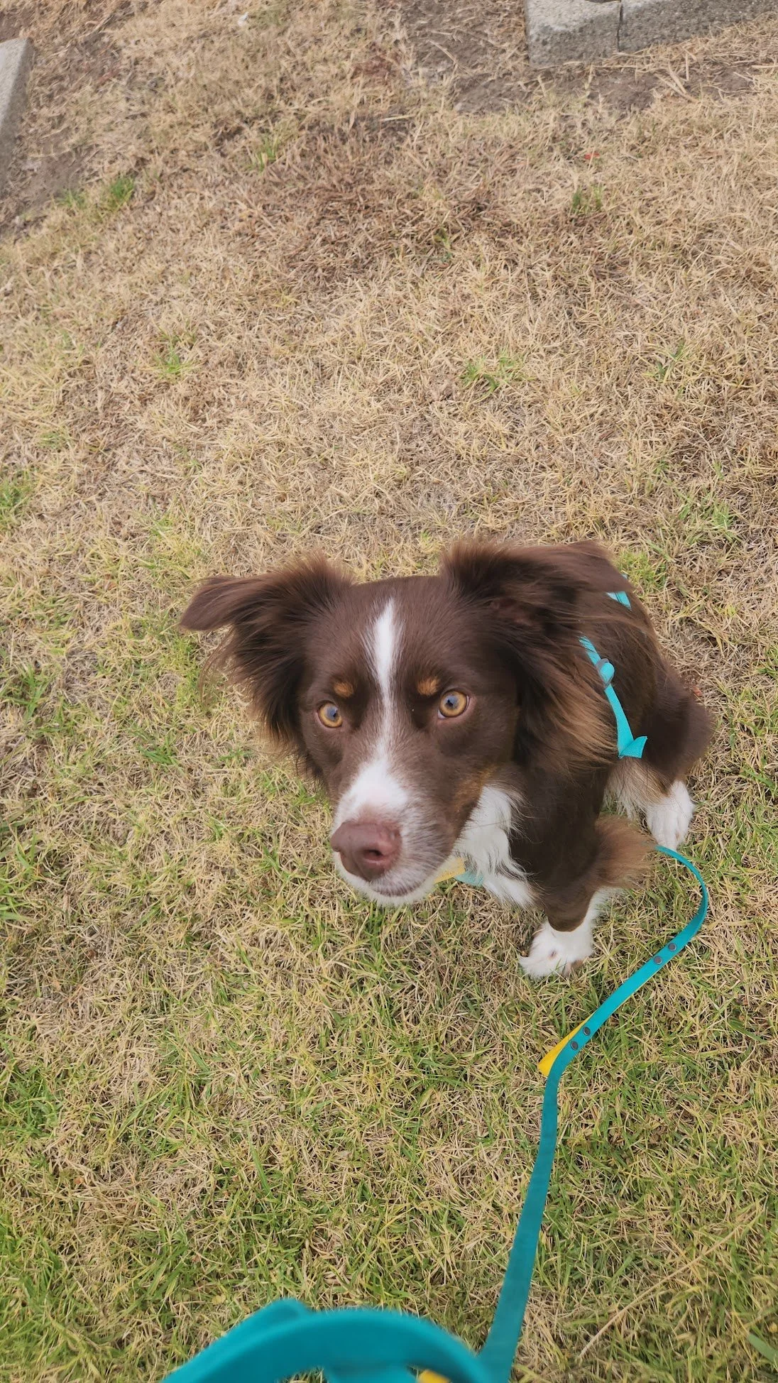 Such an honor to watch Wally build trust with me on our weekly Walk+Trains...