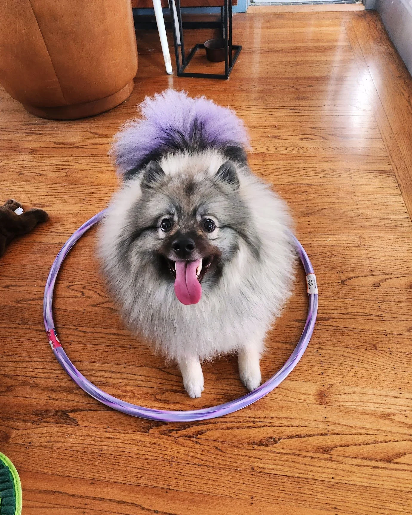 Egg-Marie showing how perfectly she fits in her hula-hoop!