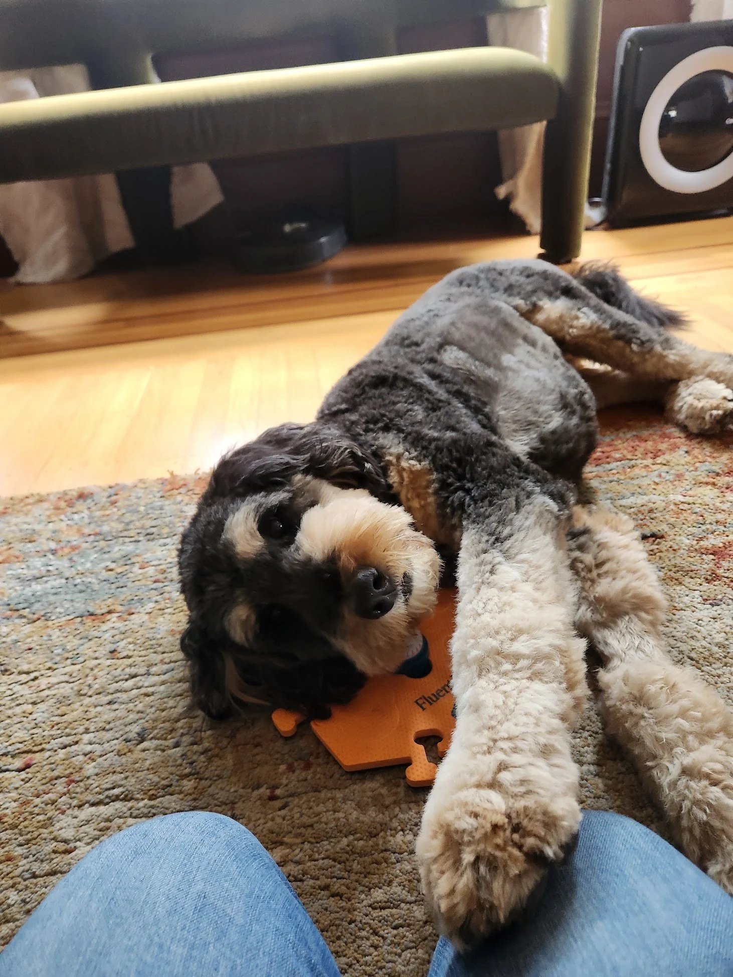Maple decided to be cute as all get-out in during her training session!