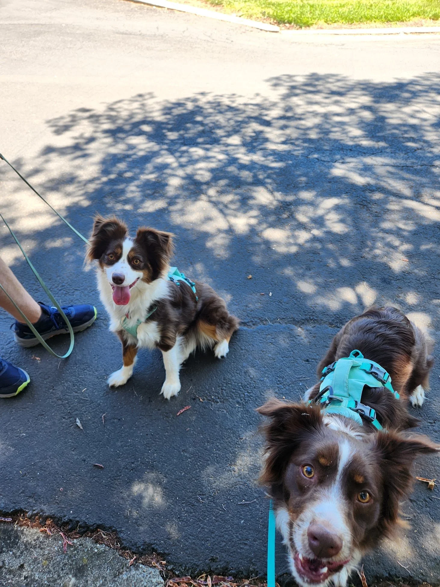 Gertie (left) and Wally (right) posing in the shade after a great time out on their Walk+Train!