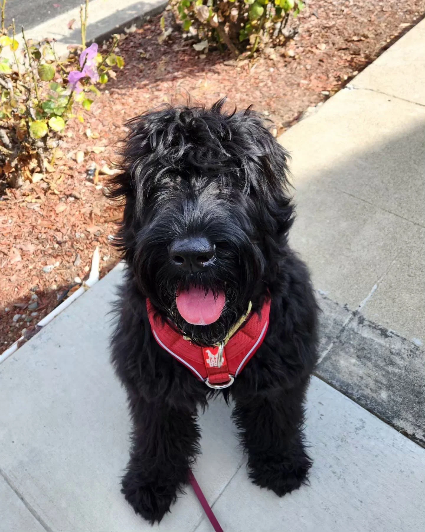 Olive the teenage Black Russian Terrier on her first Walk+Train! This shaggy pup is going to be learning all about how to behave appropriately when she greets people, as well as how to stay focused and calm on walks.