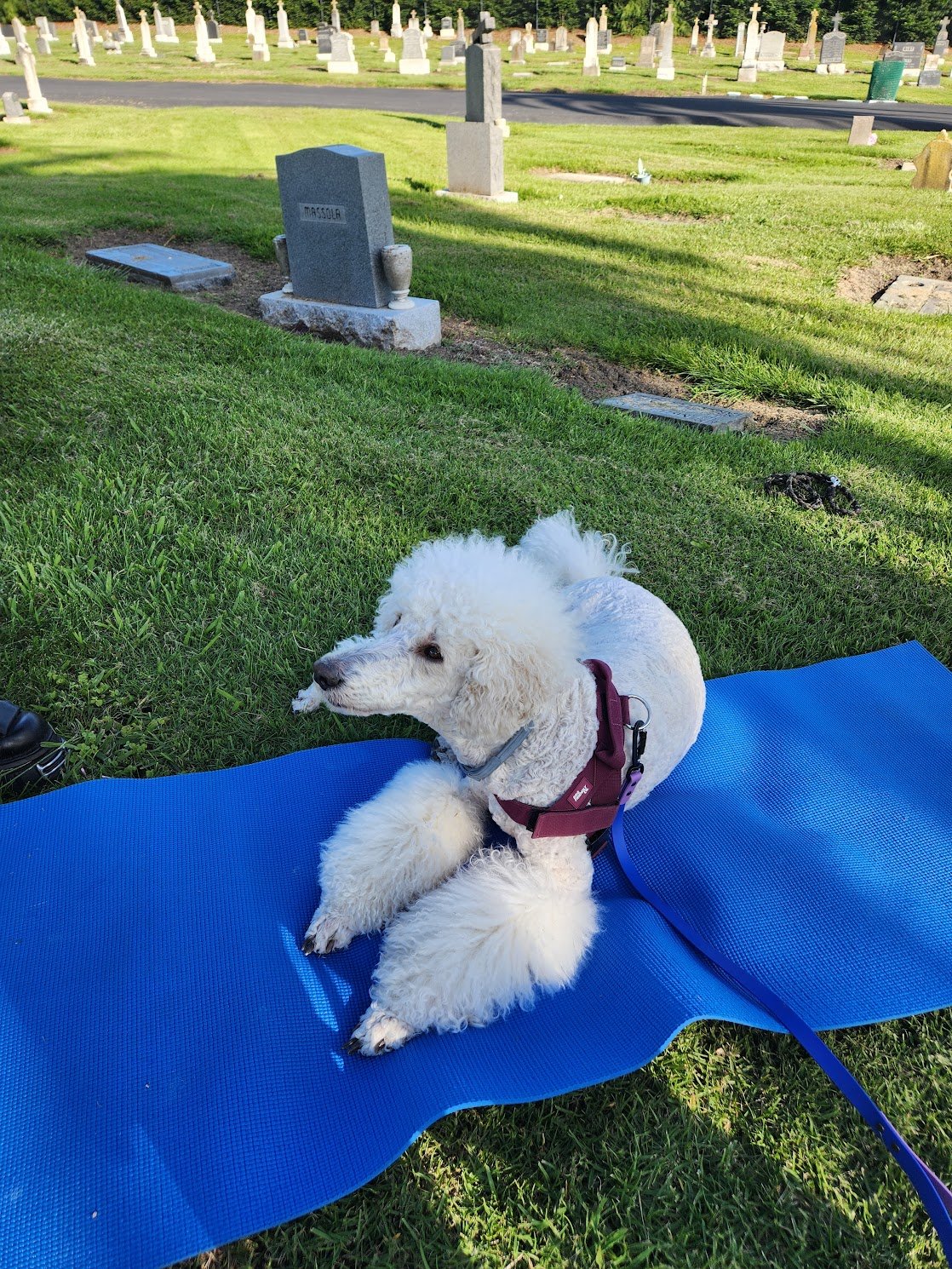 Shy was very focused during our coaching session at the cemetery!