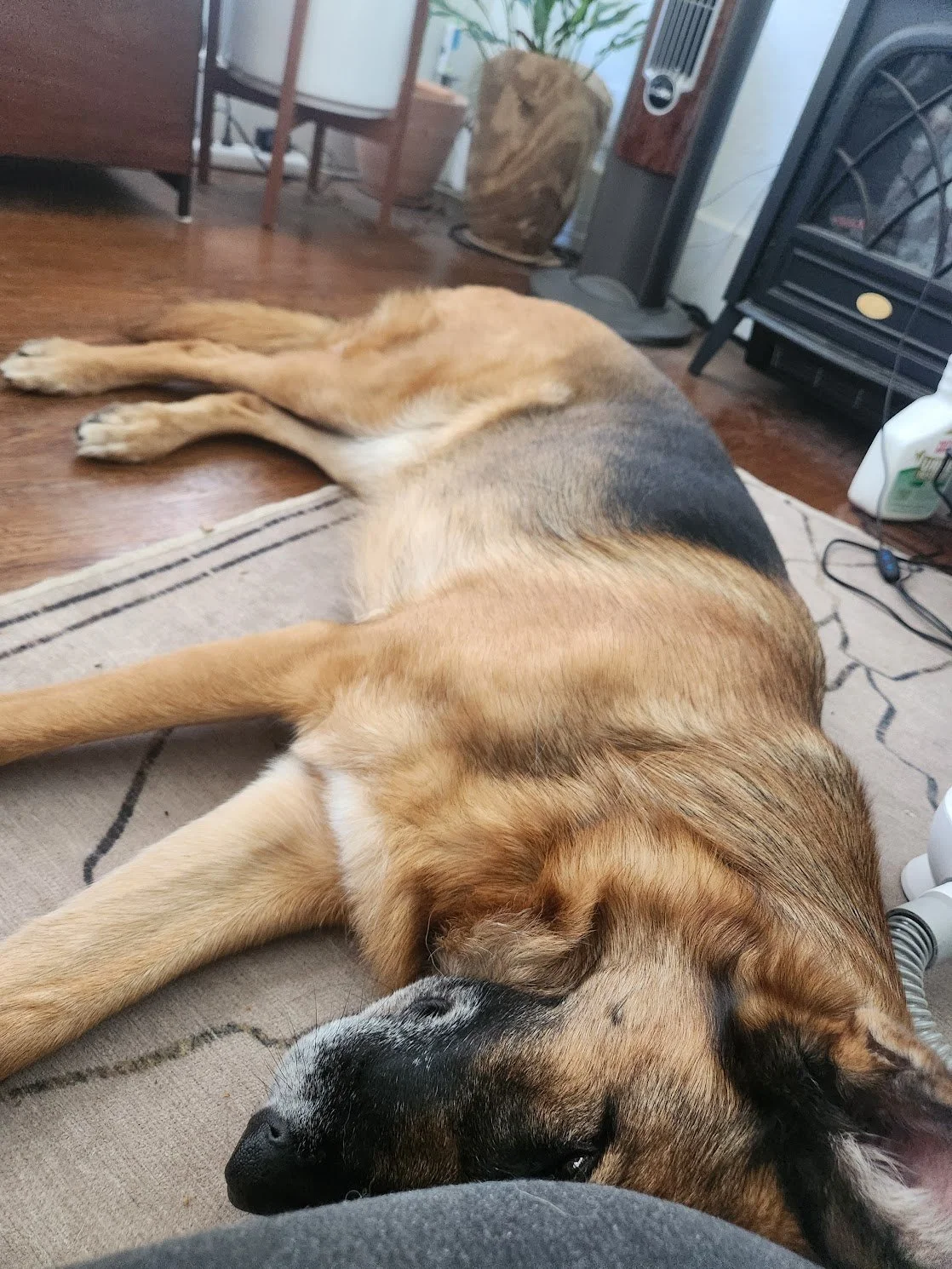 Frances did a great job building her cooperative care skills during our private home session! She asked for belly rubs and a nap... both fair requests