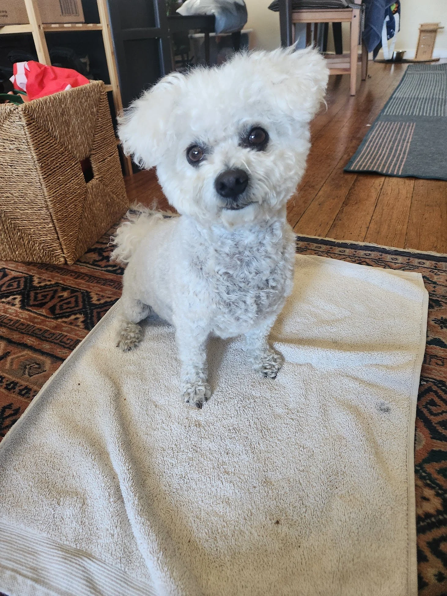 Mando is getting to be a pro at mat work!
Such a smart little floof :)