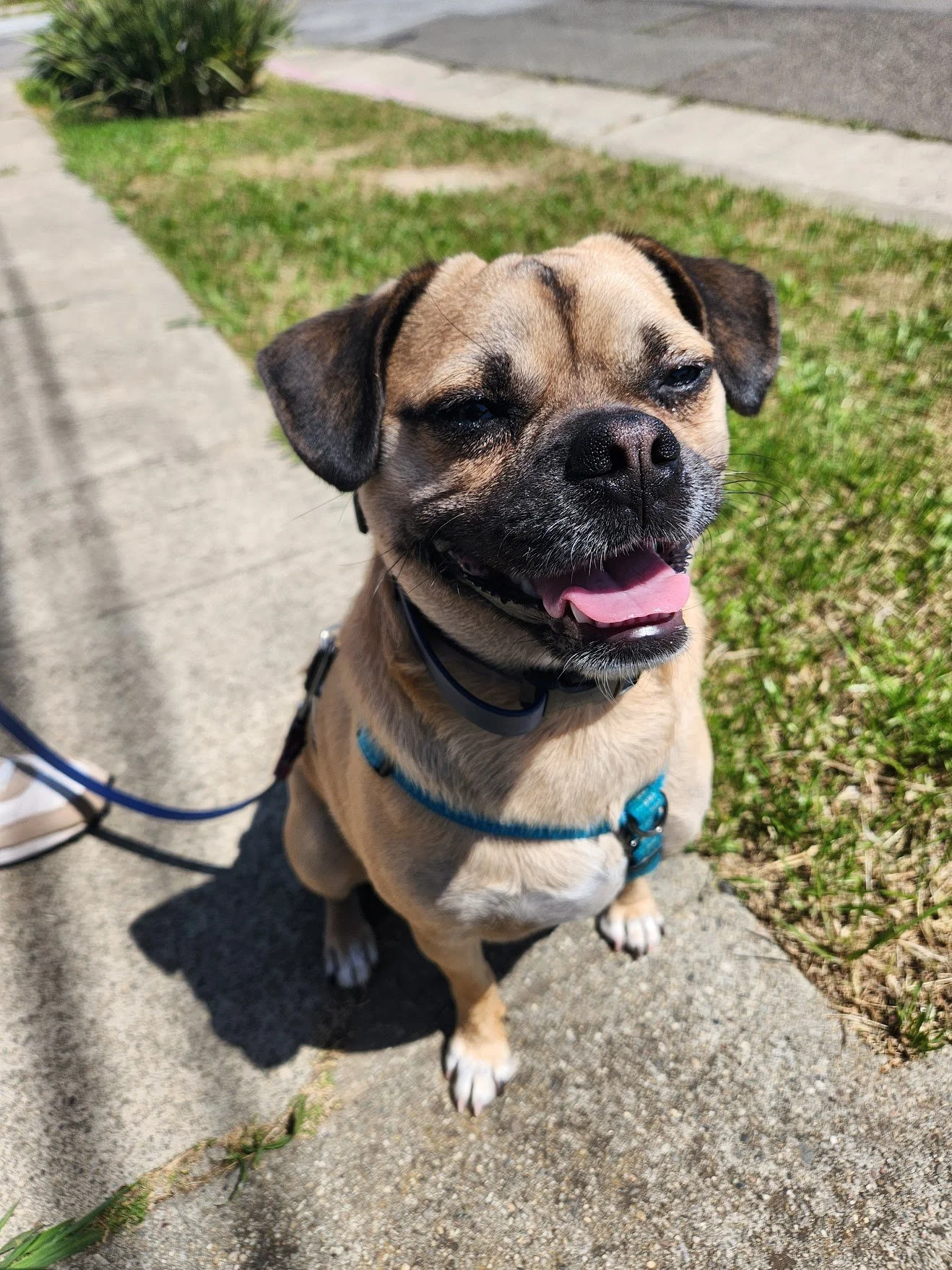 Bruno enjoying the sun on his Tag-Along Walk+Train!
