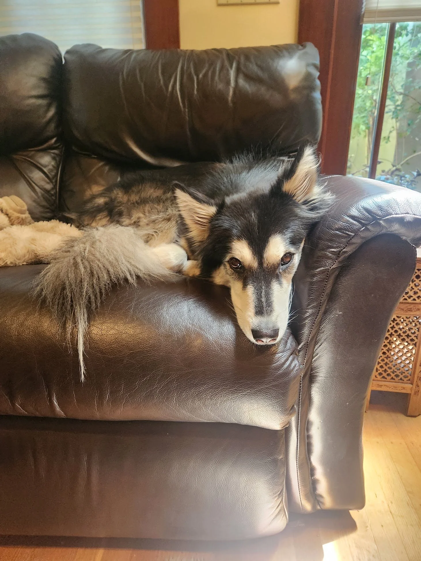 Caesar did almost too well relaxing during today's session... he practically fell asleep!