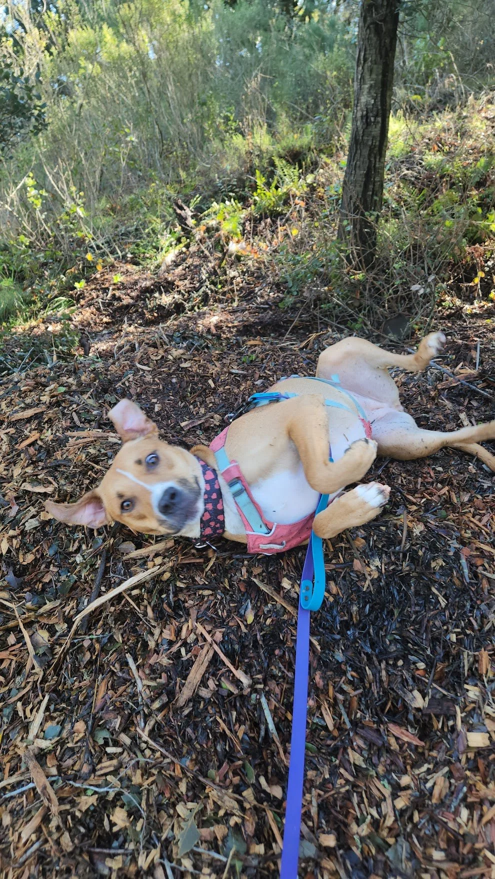 Daphne having a happy roll in the dirt after some nice reactivity practice!
