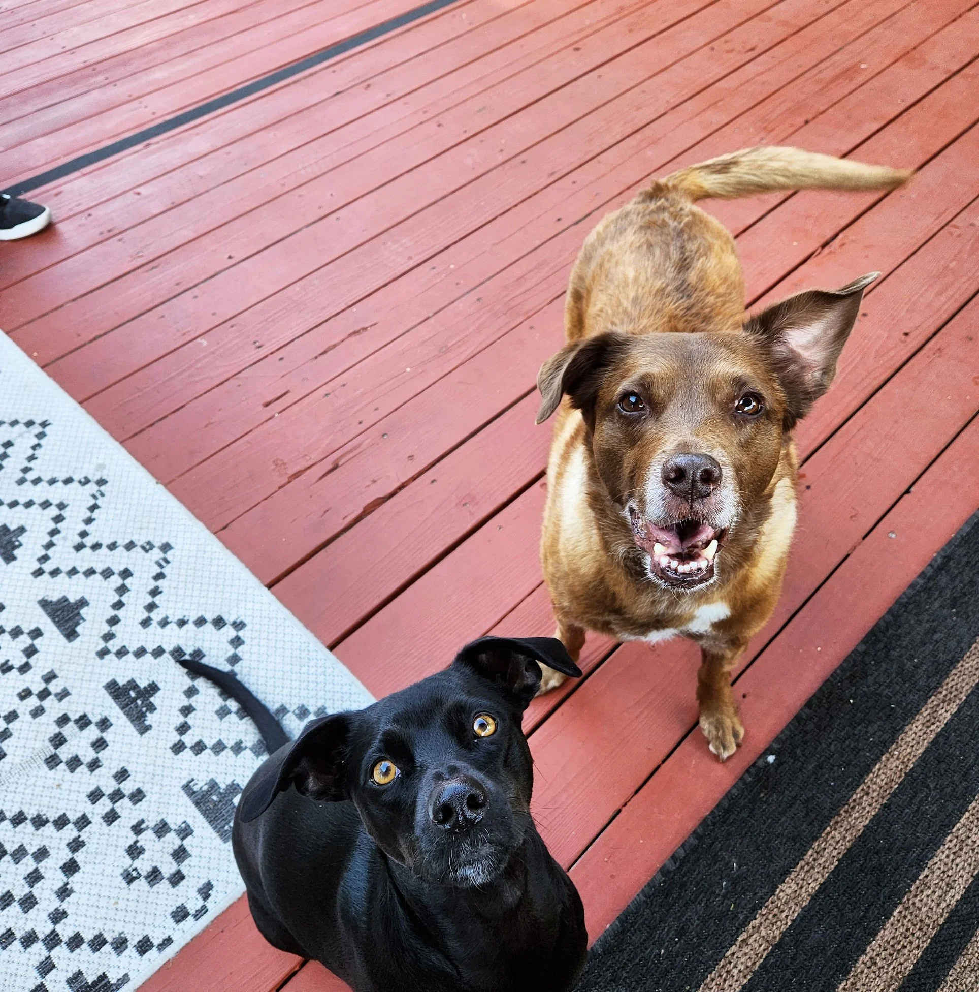 Tessa and her sister Violet are ready to learn during today's home session!
