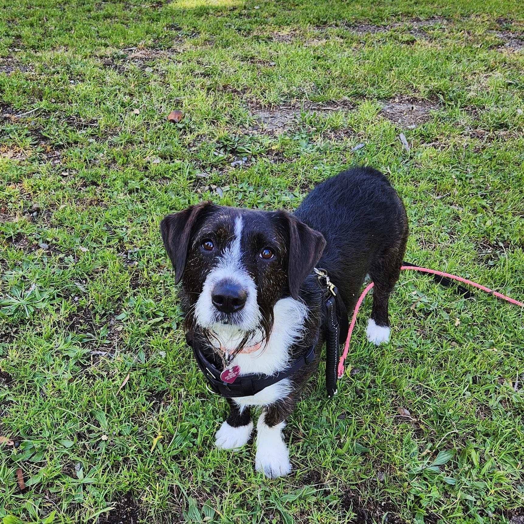 Penny is a nervous gal who I'll be joining on some Parallel Tag-Along Walk+Trains with her dad. She was very brave today, allowing me to accompany her on the trails...