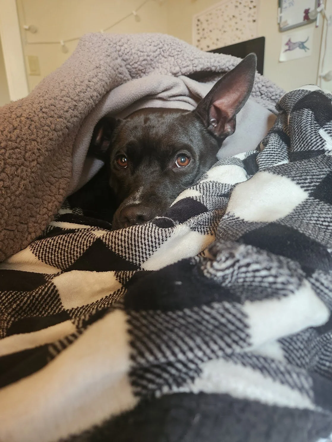 Modo has mastered the art of burrowing...