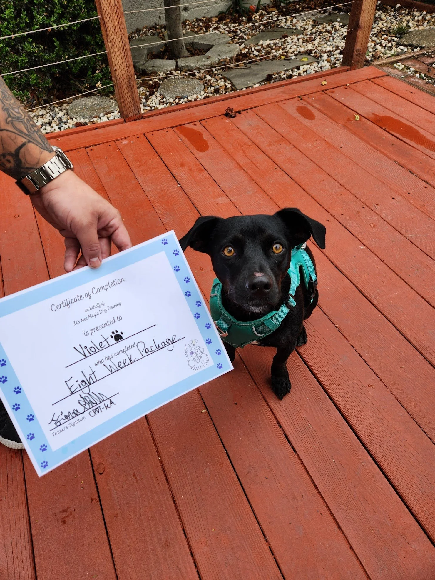 Violet completed her Eight Week Package! This girl made so much progress learning how to manage her big feelings about people and other dogs! Great job, Violet!