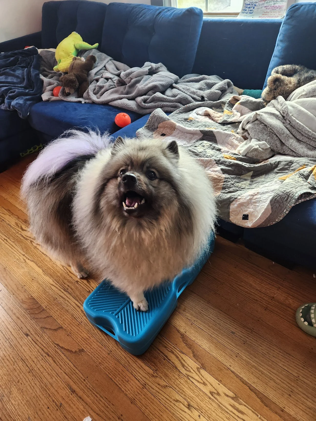 Egg-Marie initiating harness practice with a start button (stepping up on her platform)!