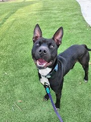 Introducing... Komodo! Adopted this 2 year old happy kid at the end of January, and can't wait to be his friend and guide to life!
