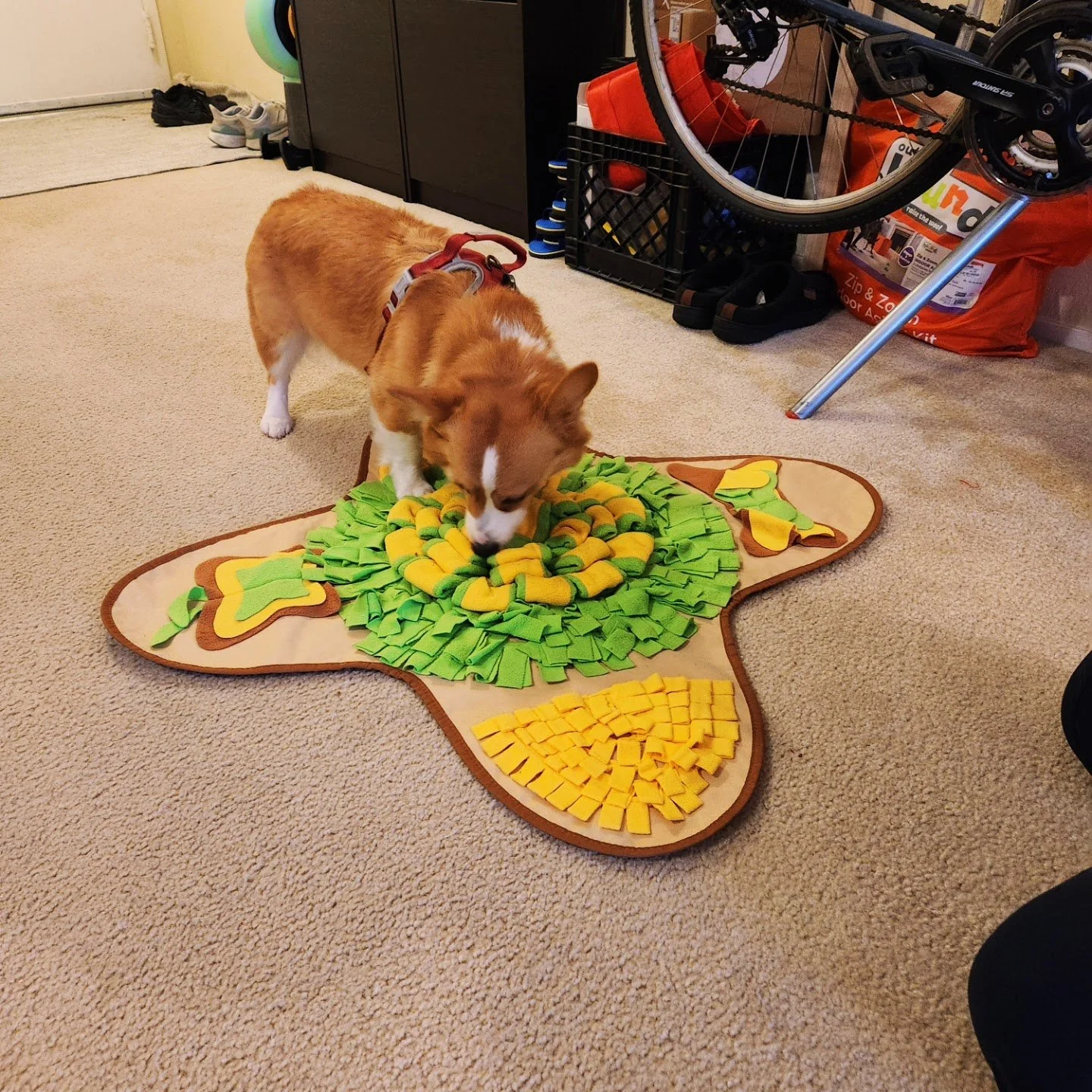 Harper enjoying some decompressing snuffle time after an exciting neighborhood walk...