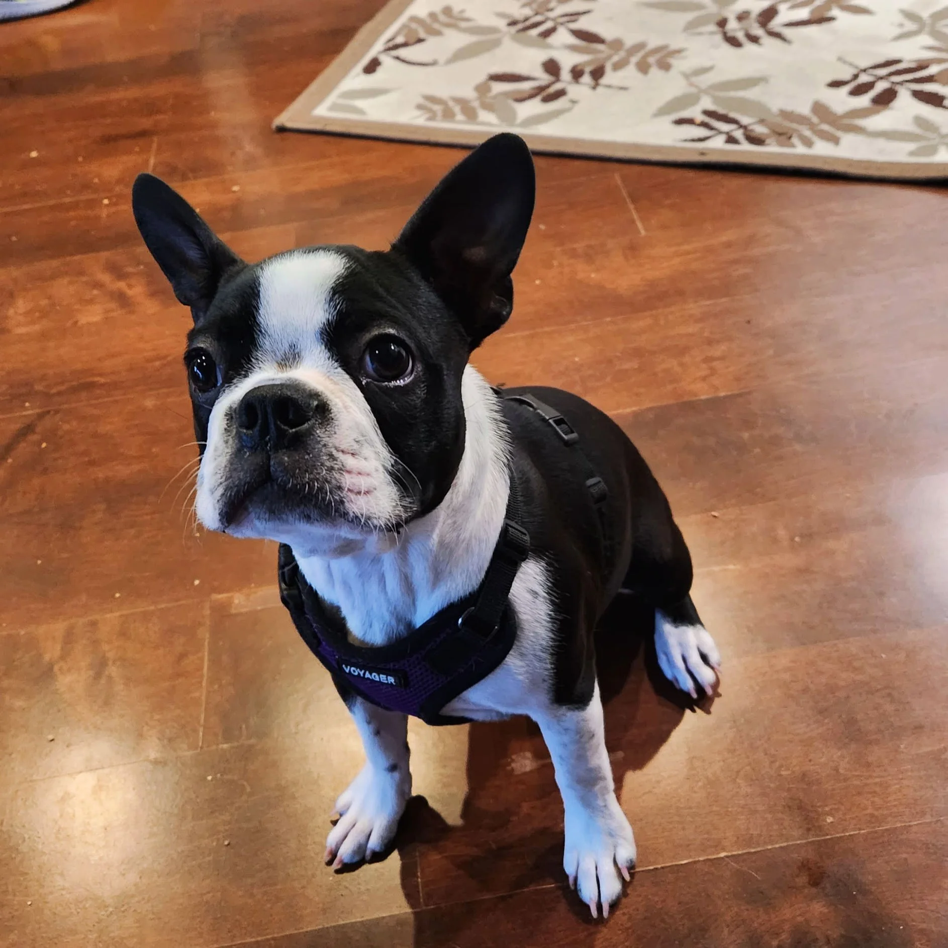 Lucy is growing into such a responsible dog! She and her brother are de-escalating during play and taking breaks on their own. Great choices, Lucy!