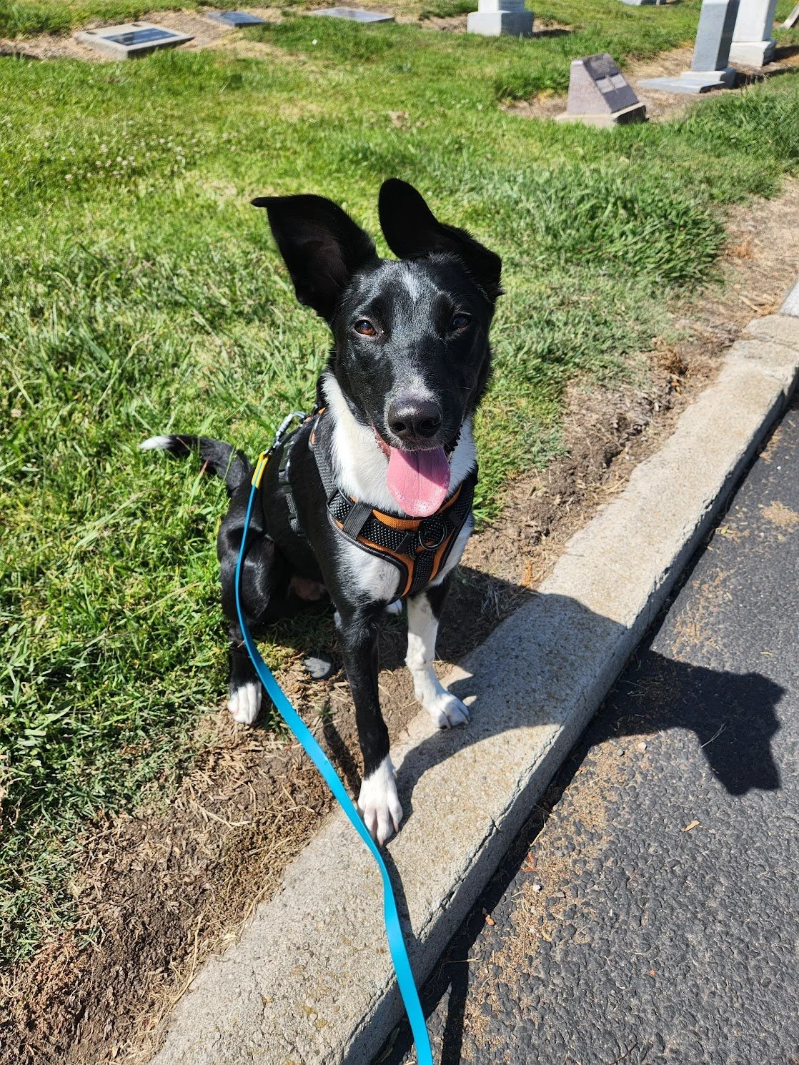 Tobi and his mom did a great job for their first Walk+Train at the cemetery!