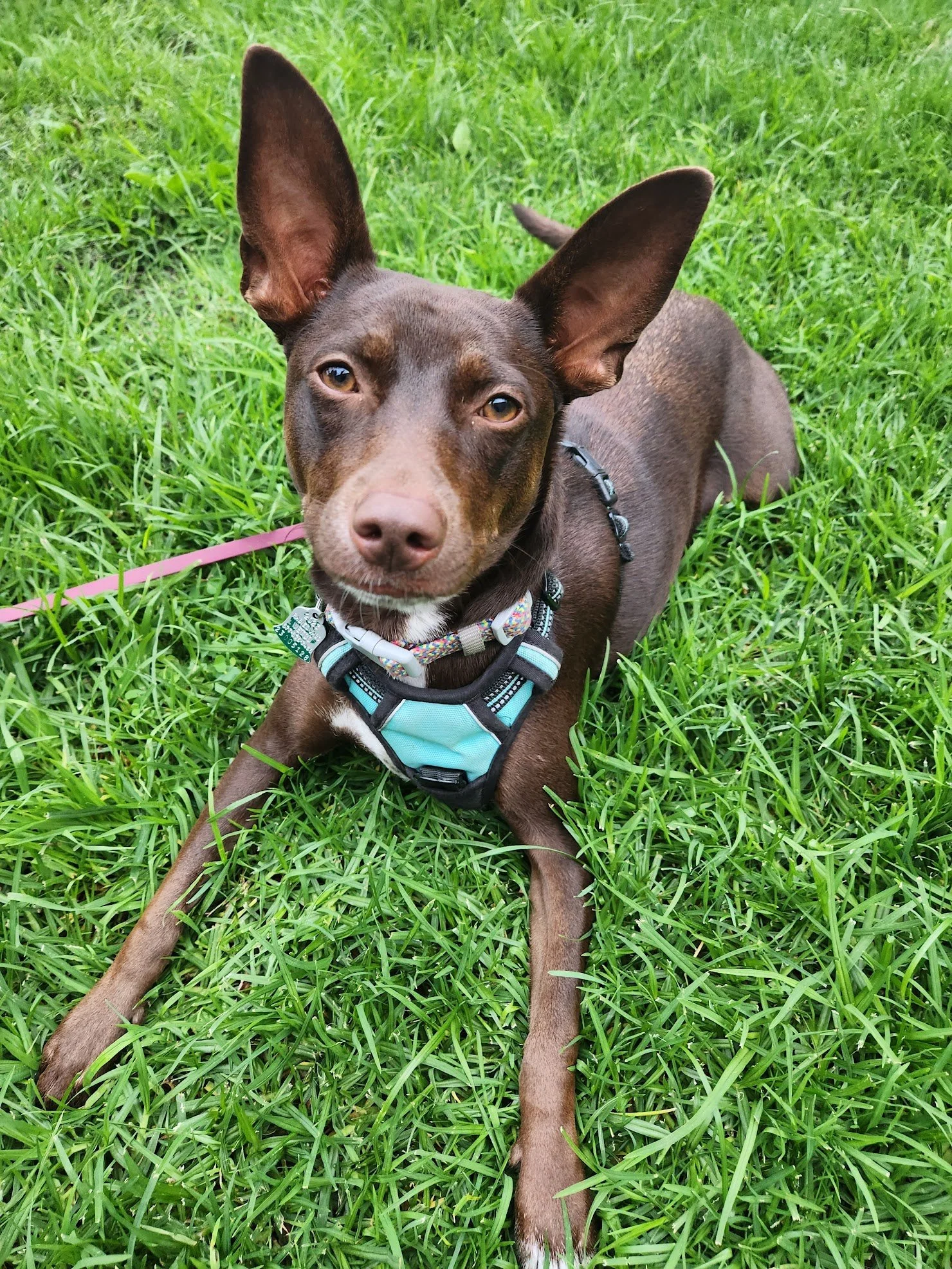 Delphie relaxing in the grass on her graduation day!