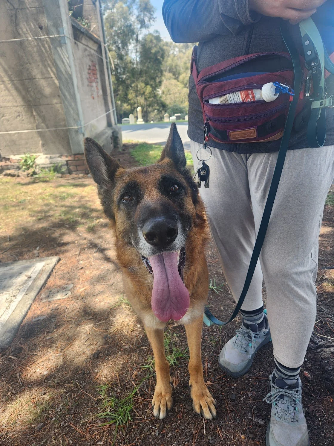 Frances and her mom did a great job on her Tag-Along Walk+Train! We practiced recall, engagement, and emotional regulation skills