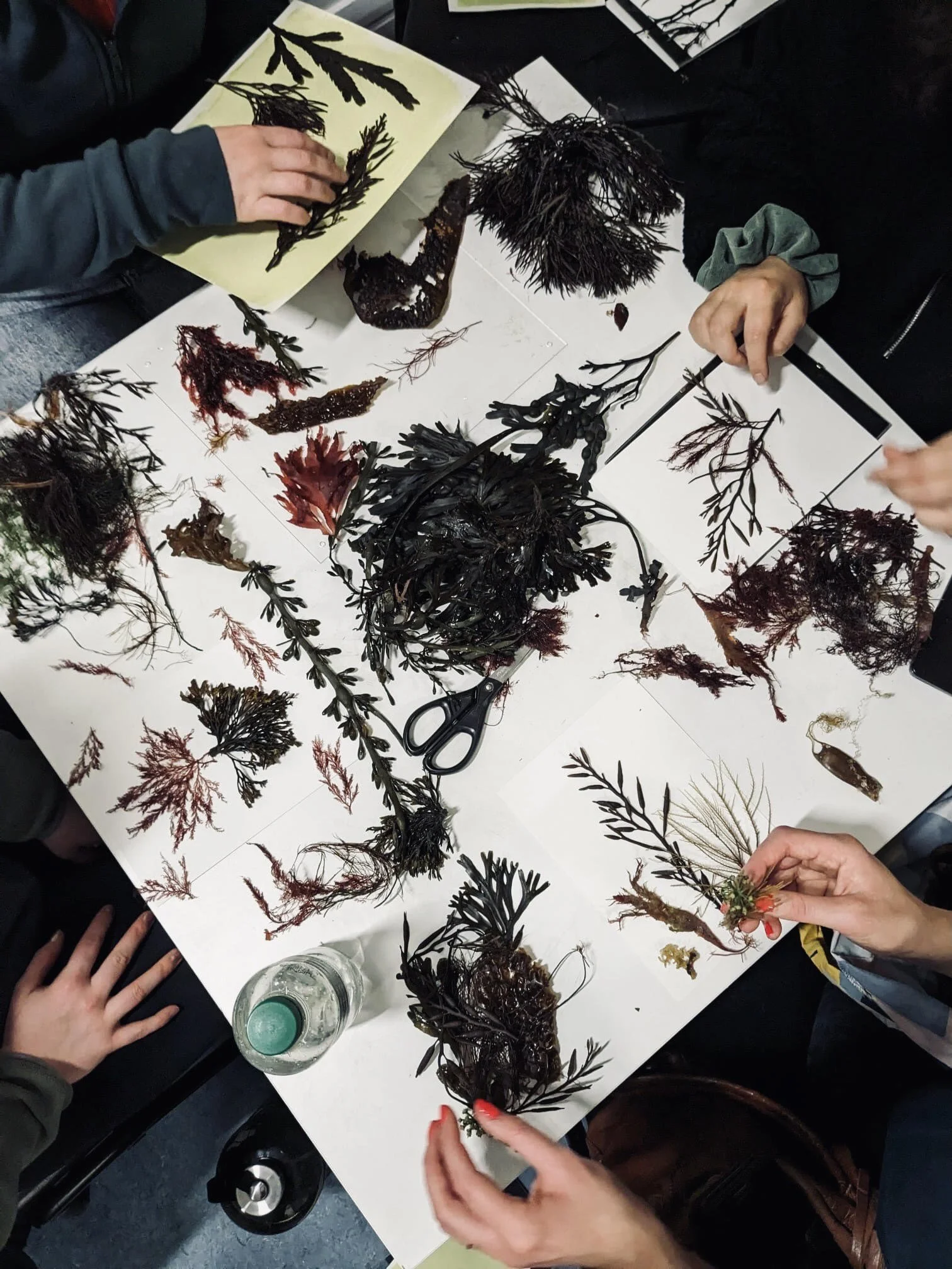 Foraging and Printmaking Workshop