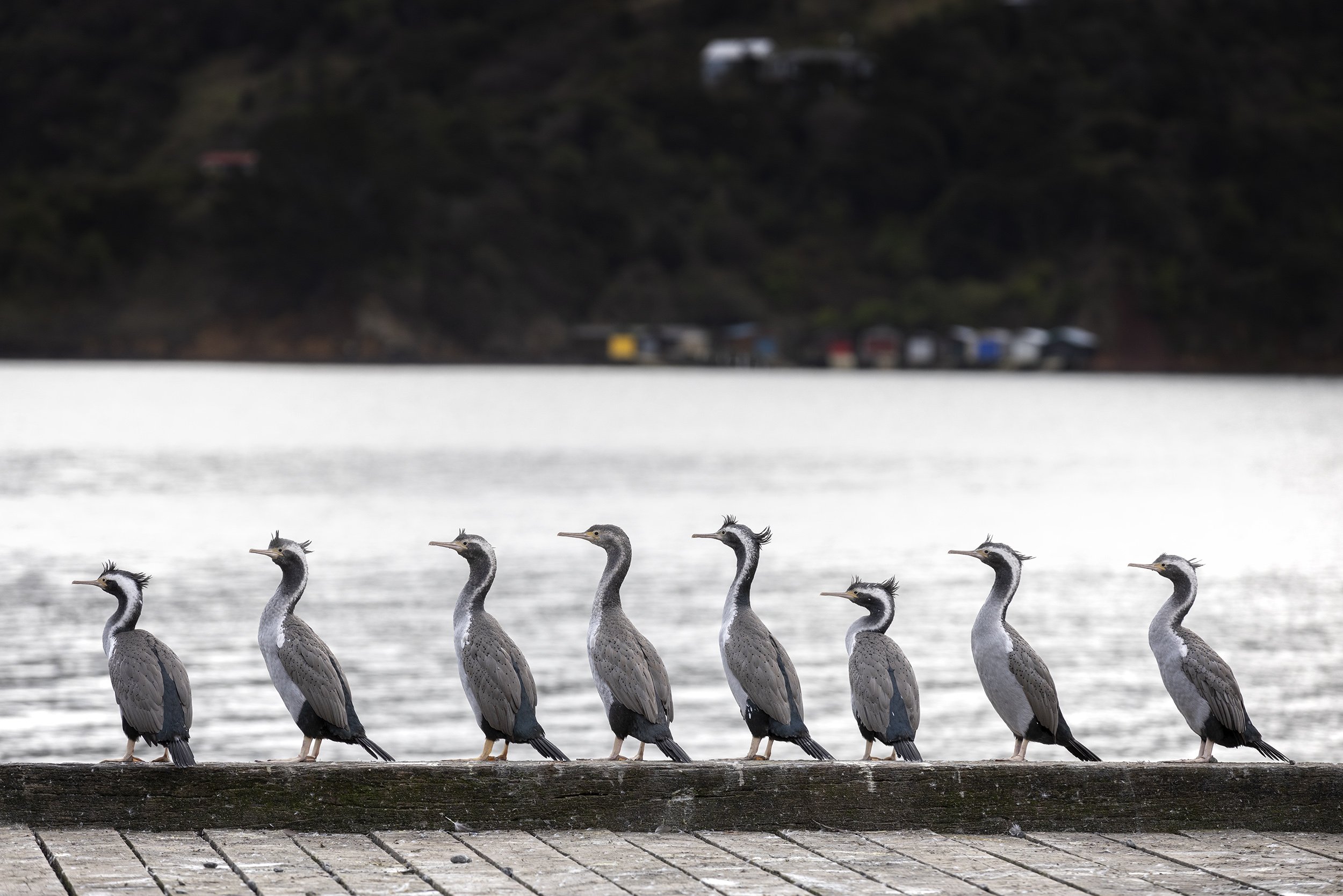 akaroa shags copy.jpg