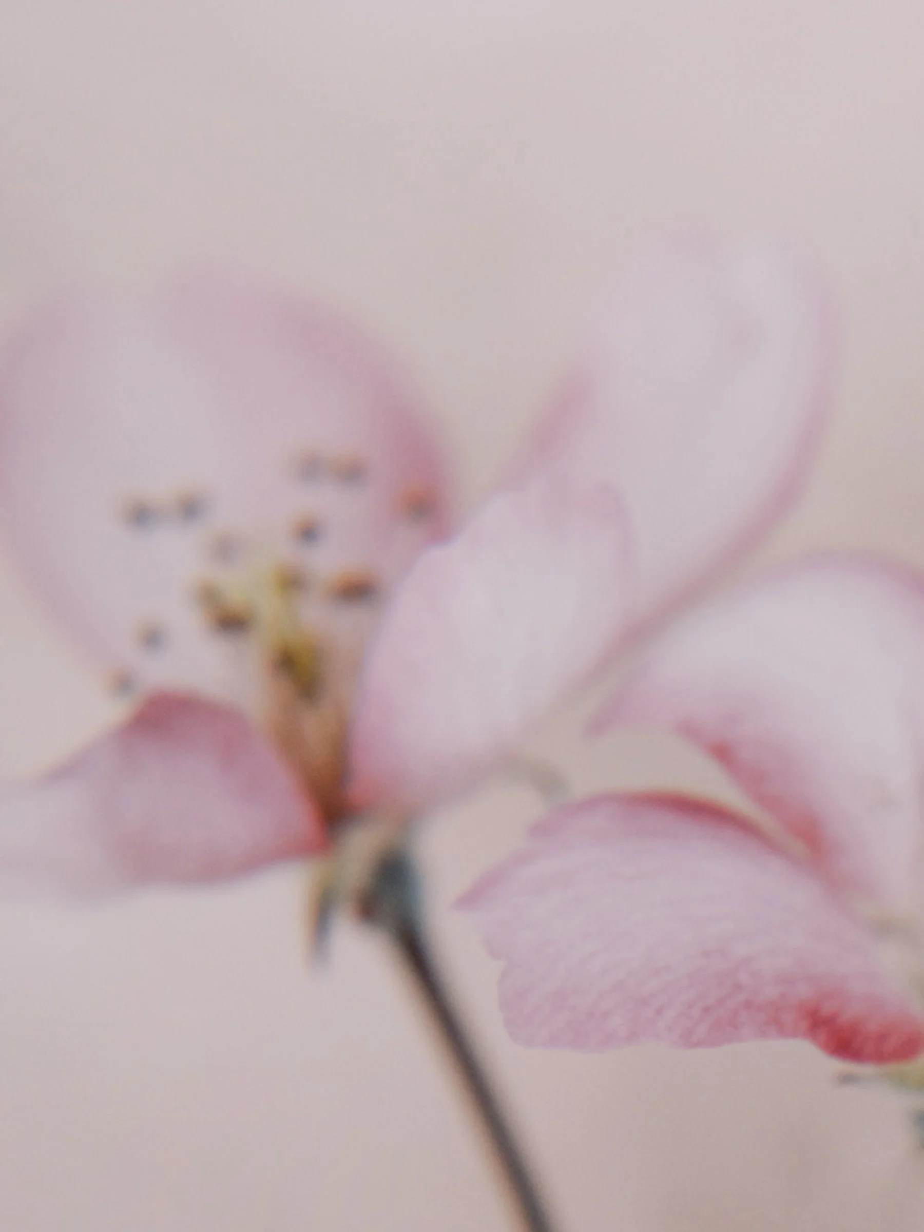 it’s okay to want a soft life instead of the constant hustle