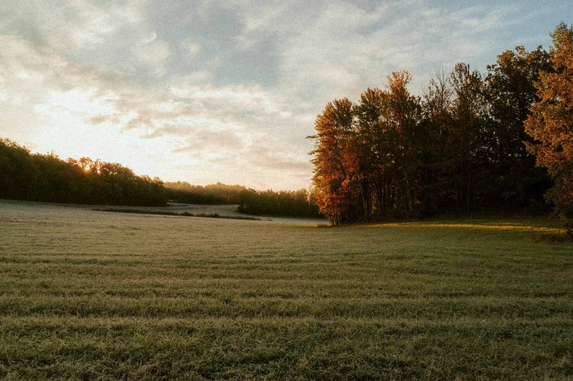 Scenic landscape of a grassy field with trees in the distance, under a partly cloudy sky at sunset.