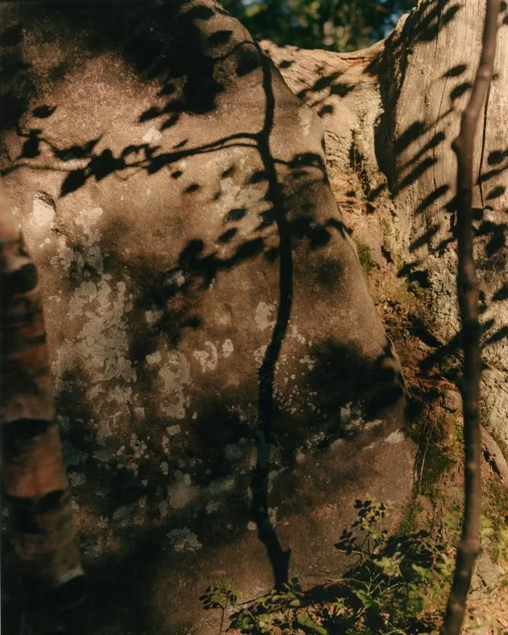 Une roche avec des ombres de branches d'arbre projetées dessus, entourée de végétation
