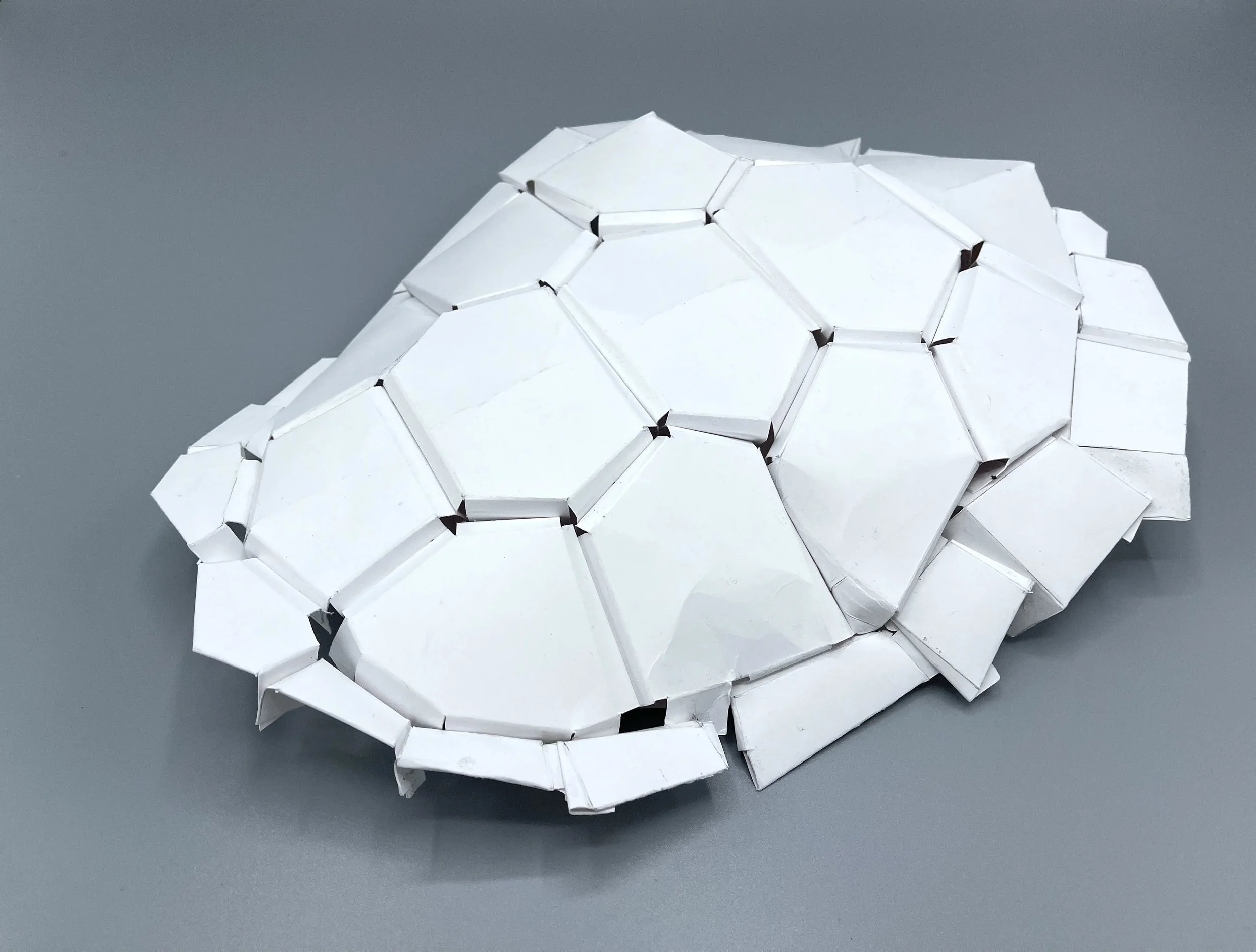 Paper Turtle Shell (2022)