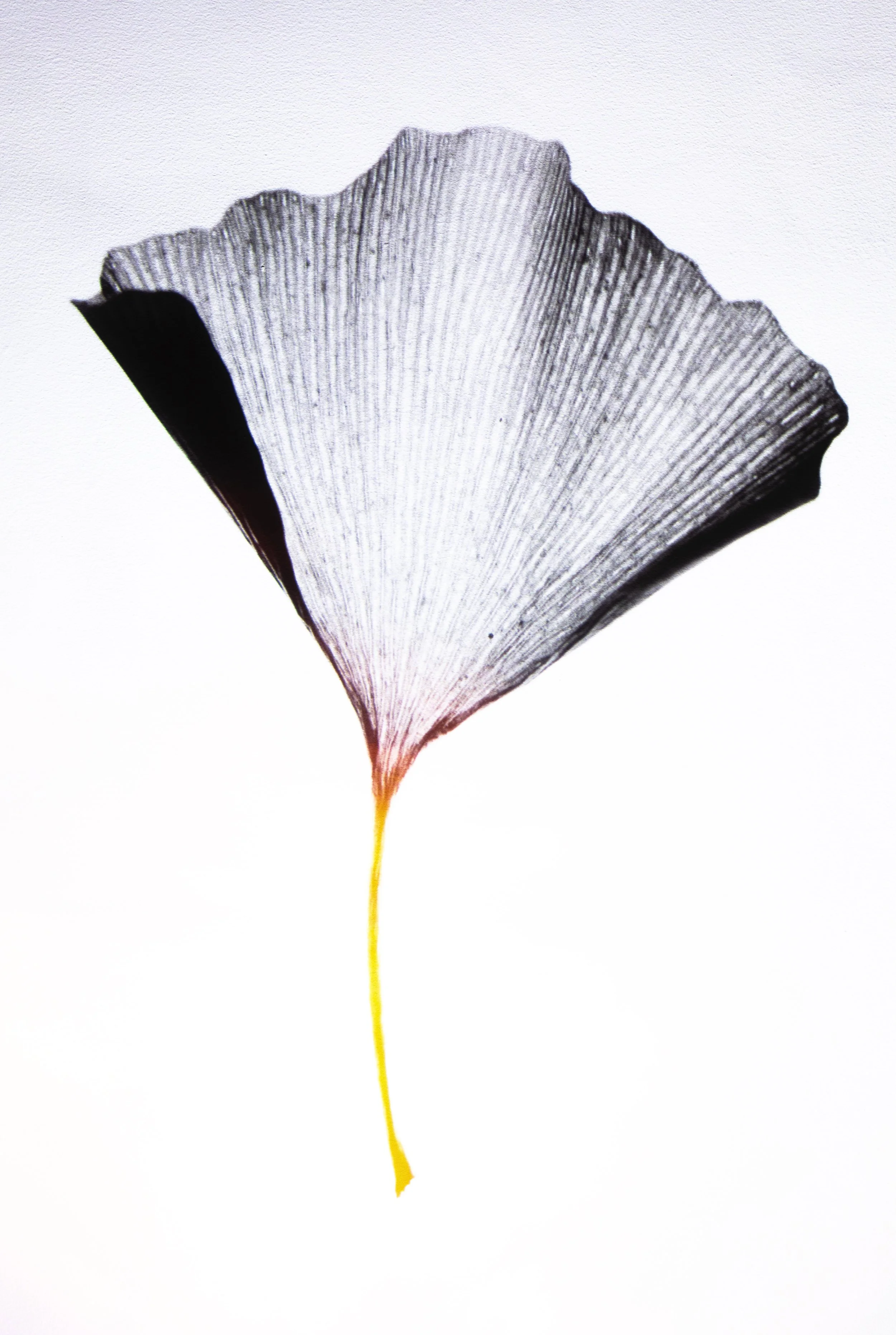 Ginkgo Rebirth (2023)