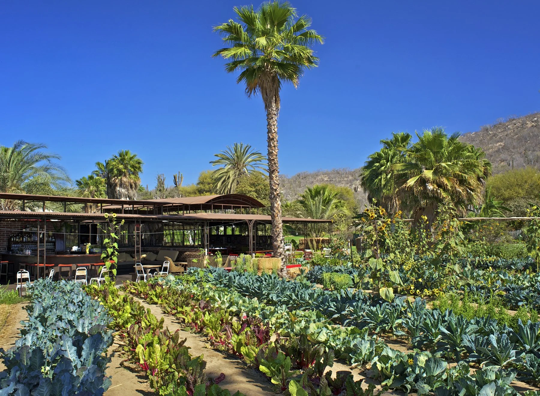 Vegetable garden with rows of leafy greens under a bright blue sky, surrounded by palm trees and a covered outdoor seating area.