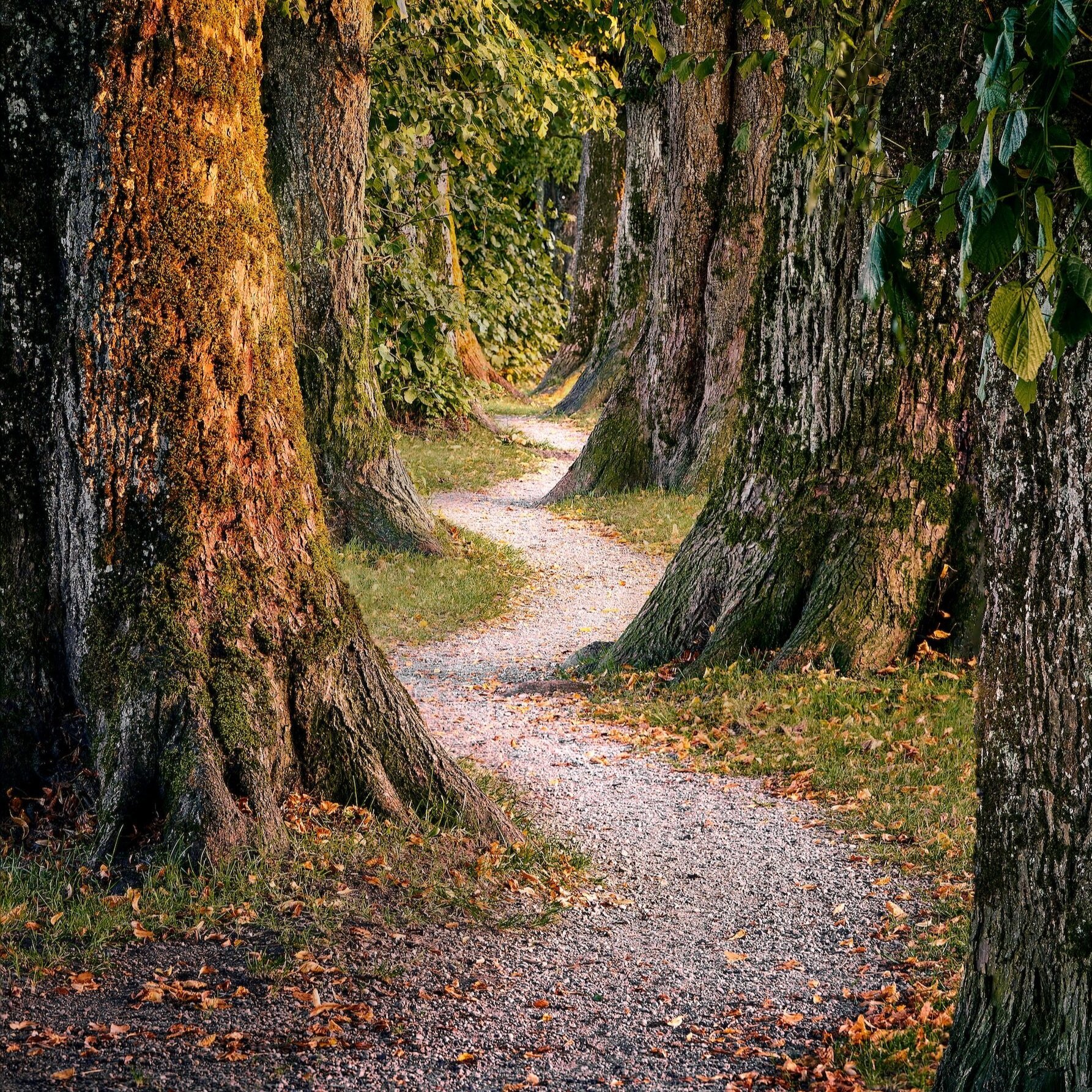 Meditation is not about clearing or controlling your mind