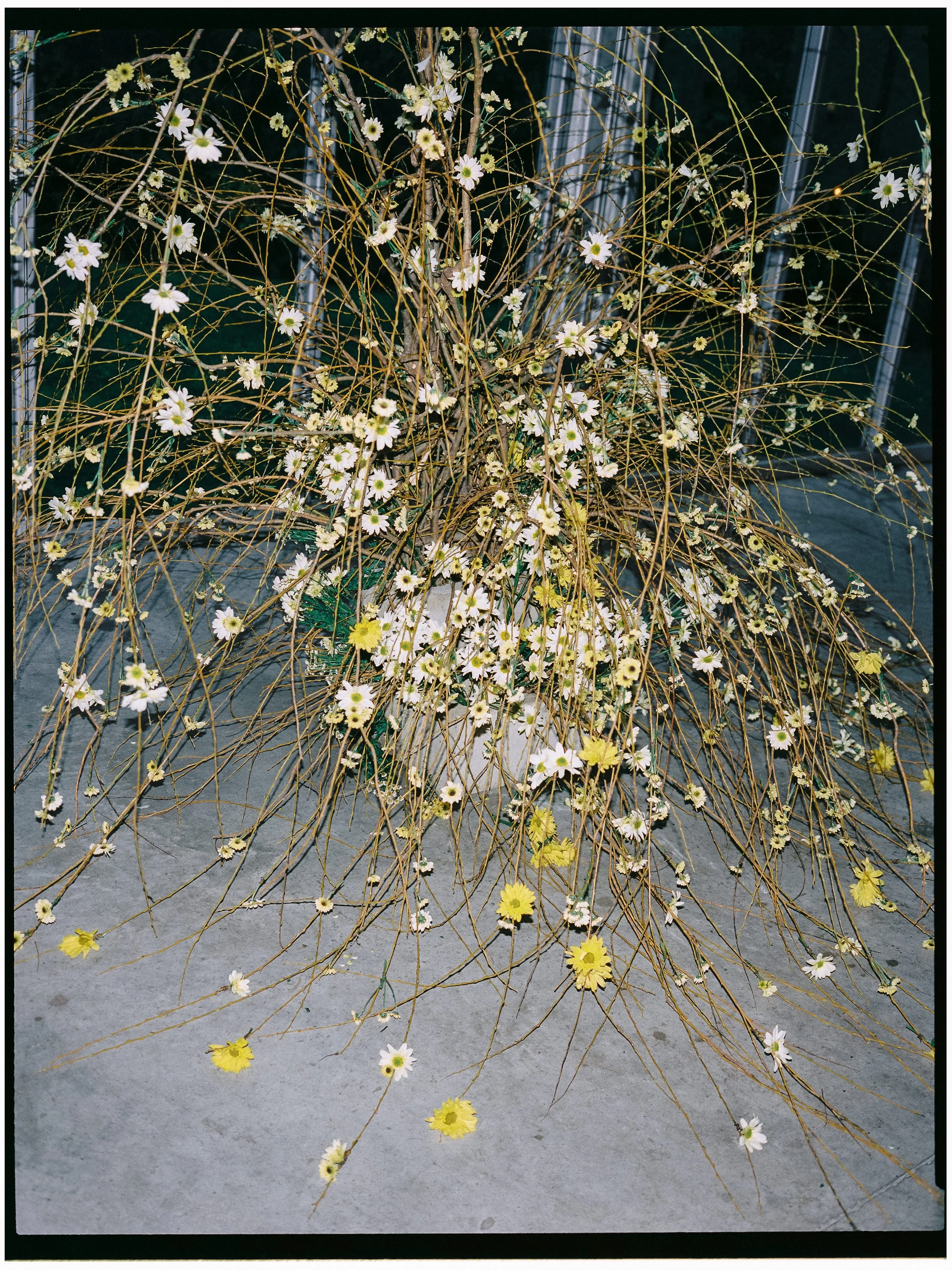 innayasinskaphotographyInnaYasinskaPhotography_FilmNov2025-201.jpg