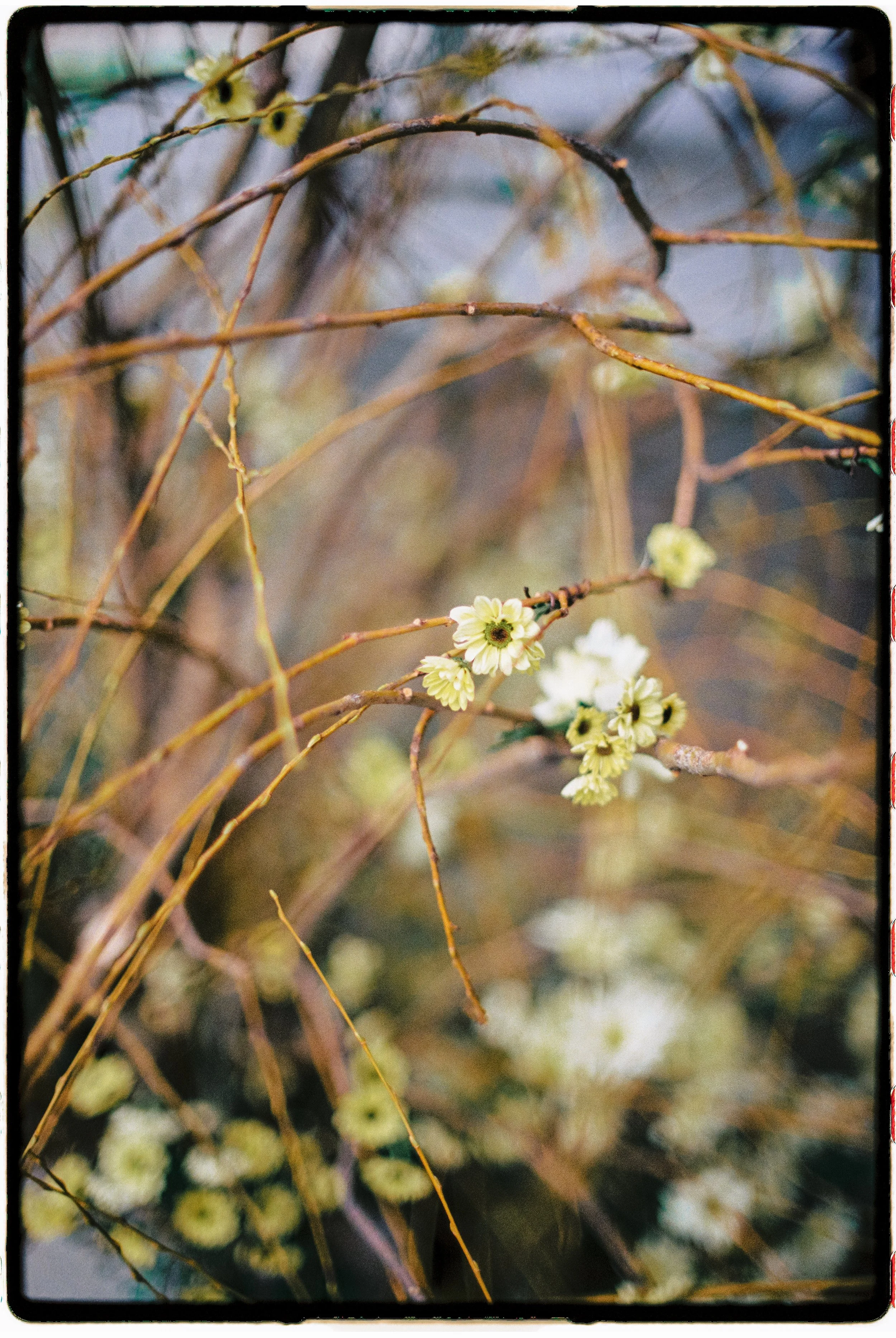 innayasinskaphotographyInnaYasinskaPhotography_FilmNov2025-114.jpg