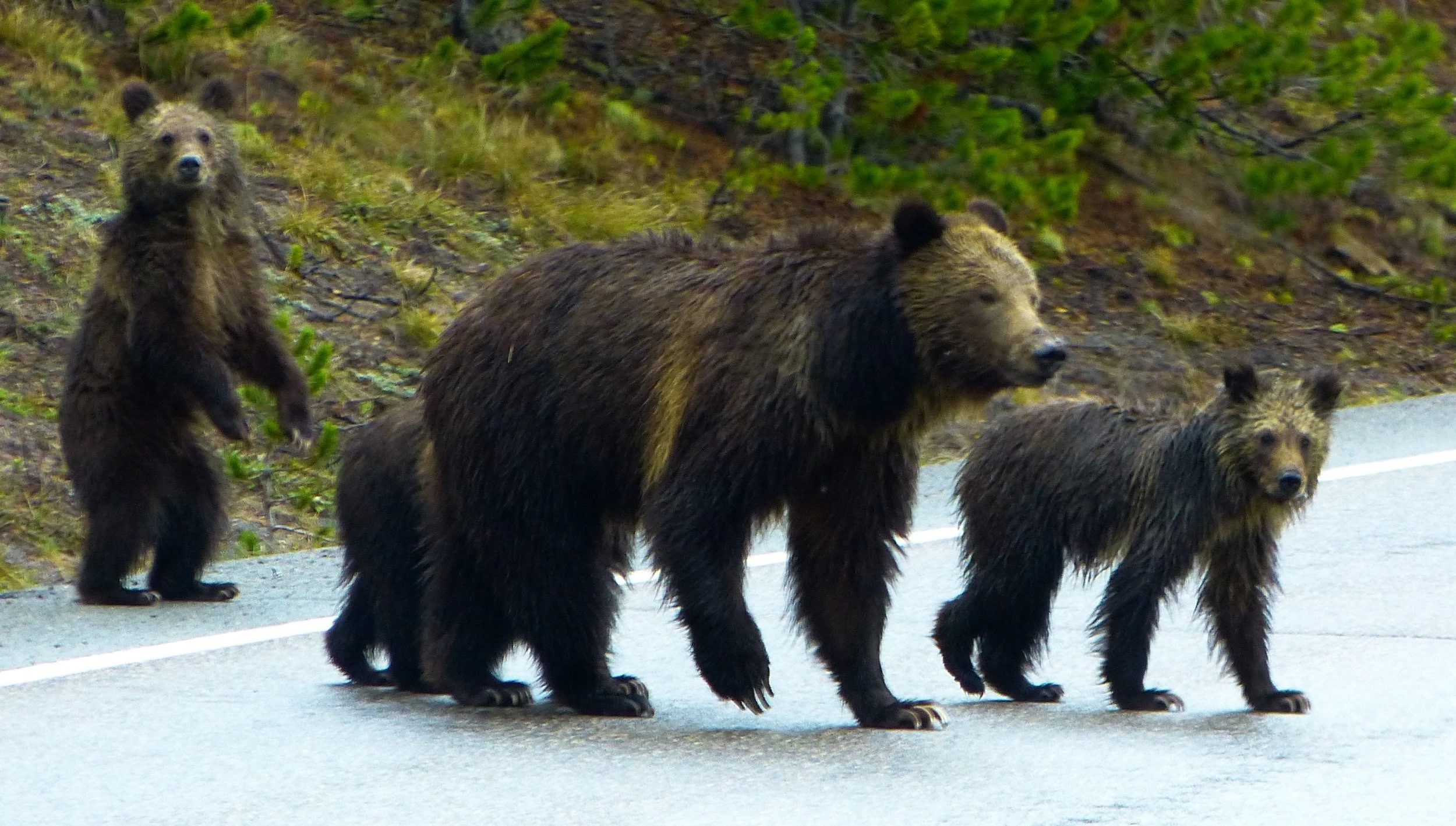 Yellowstone. Was auf keinem Programm steht
