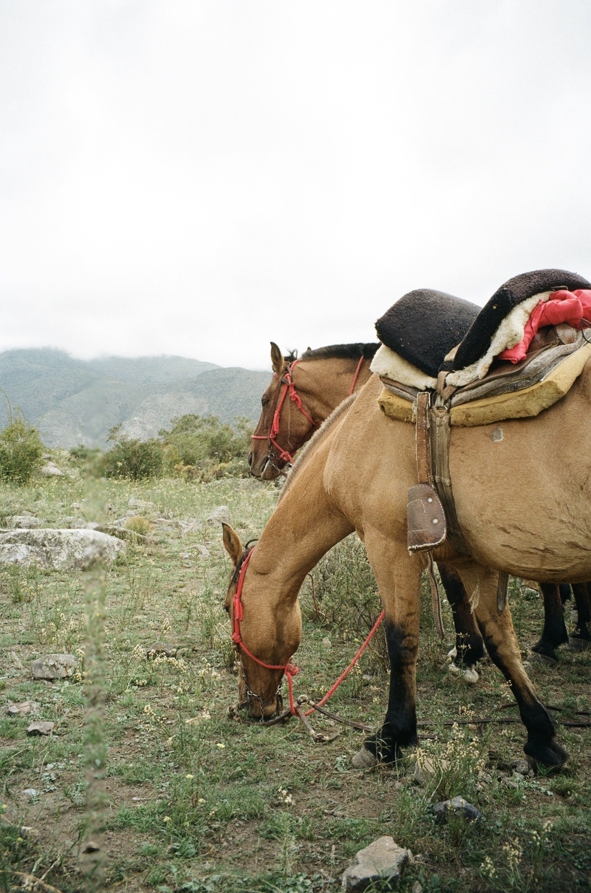 A GAUCHO DAY IN MENDOZA