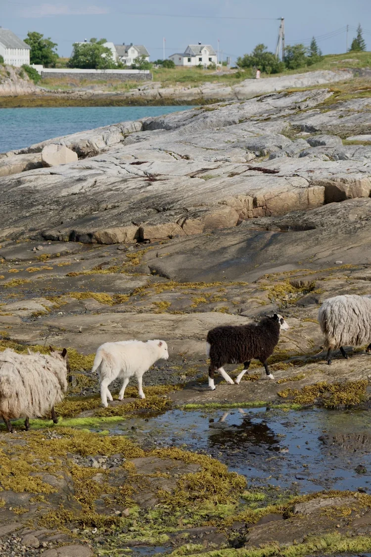 animals-manshausen-island-sea-cabin-on-stilts-lofoten.webp
