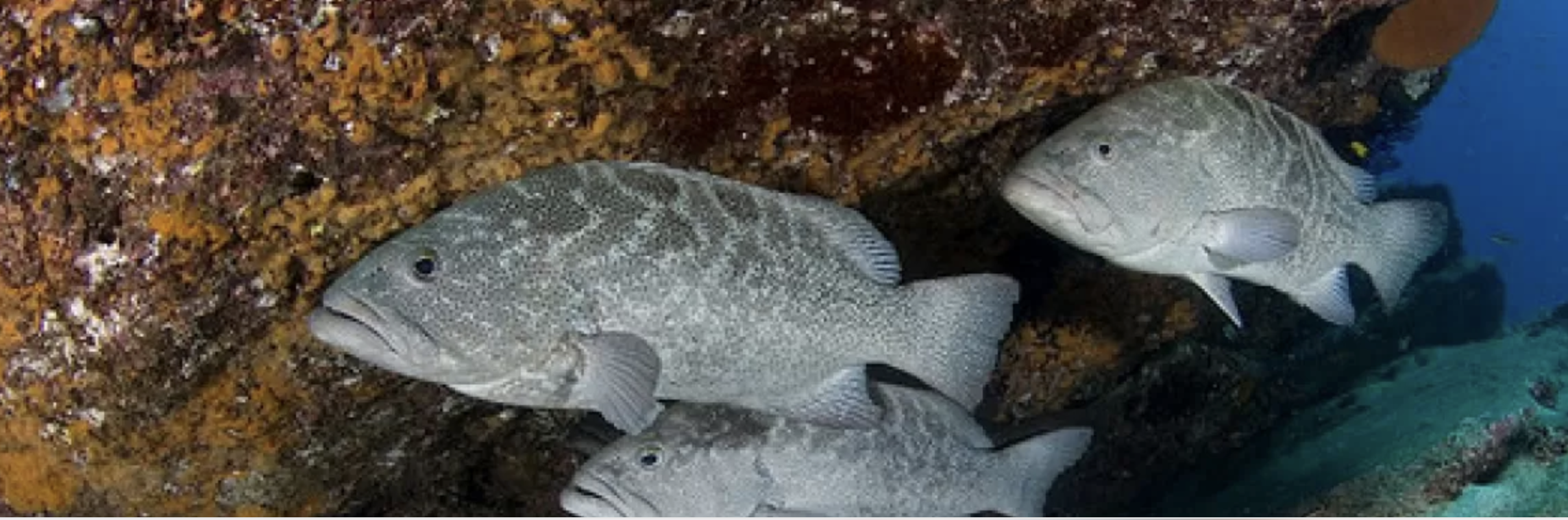 Cabo Pulmo Protected Area