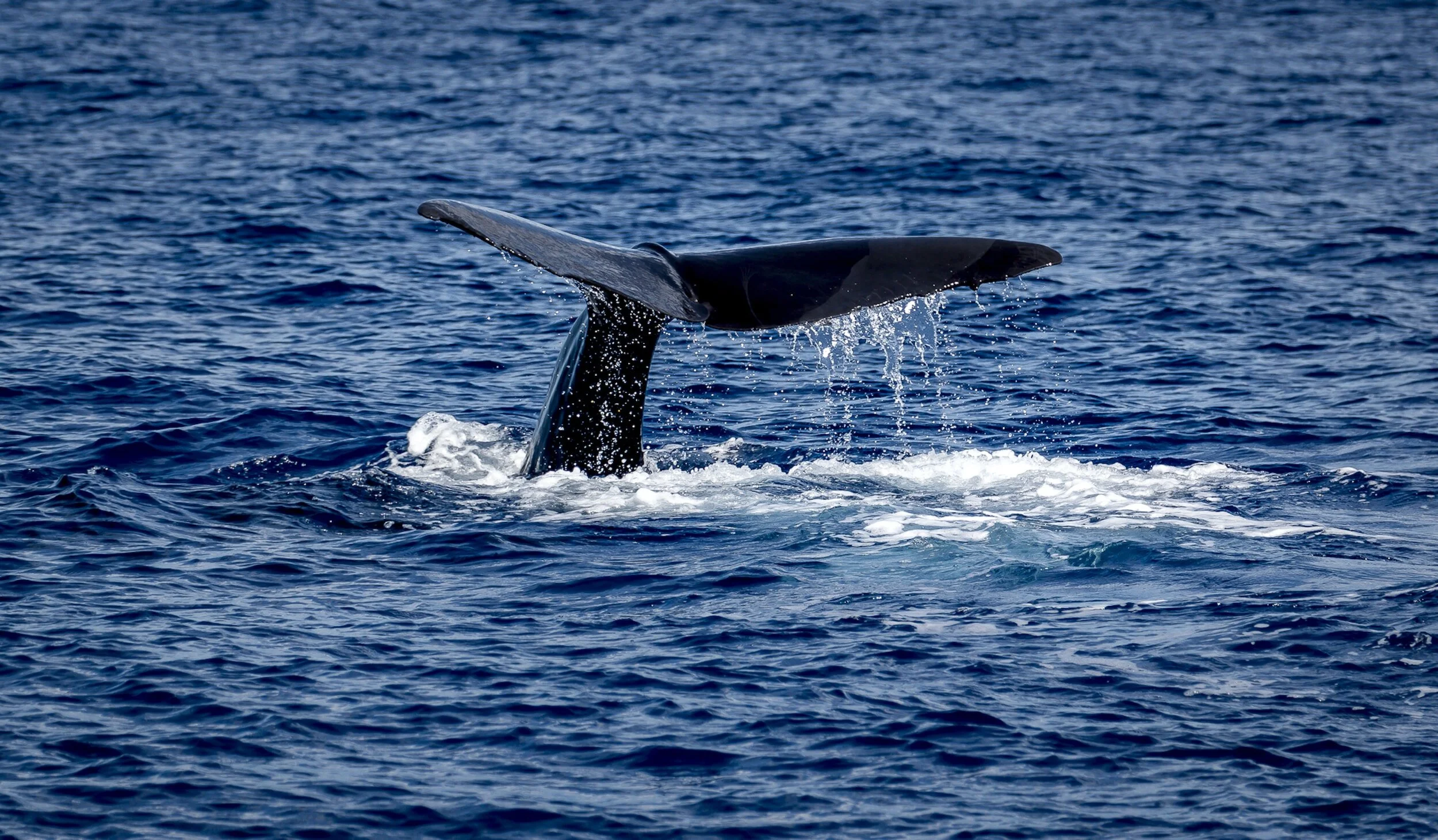 A whale's tail rising above the surface of the ocean, with water splashing around it.