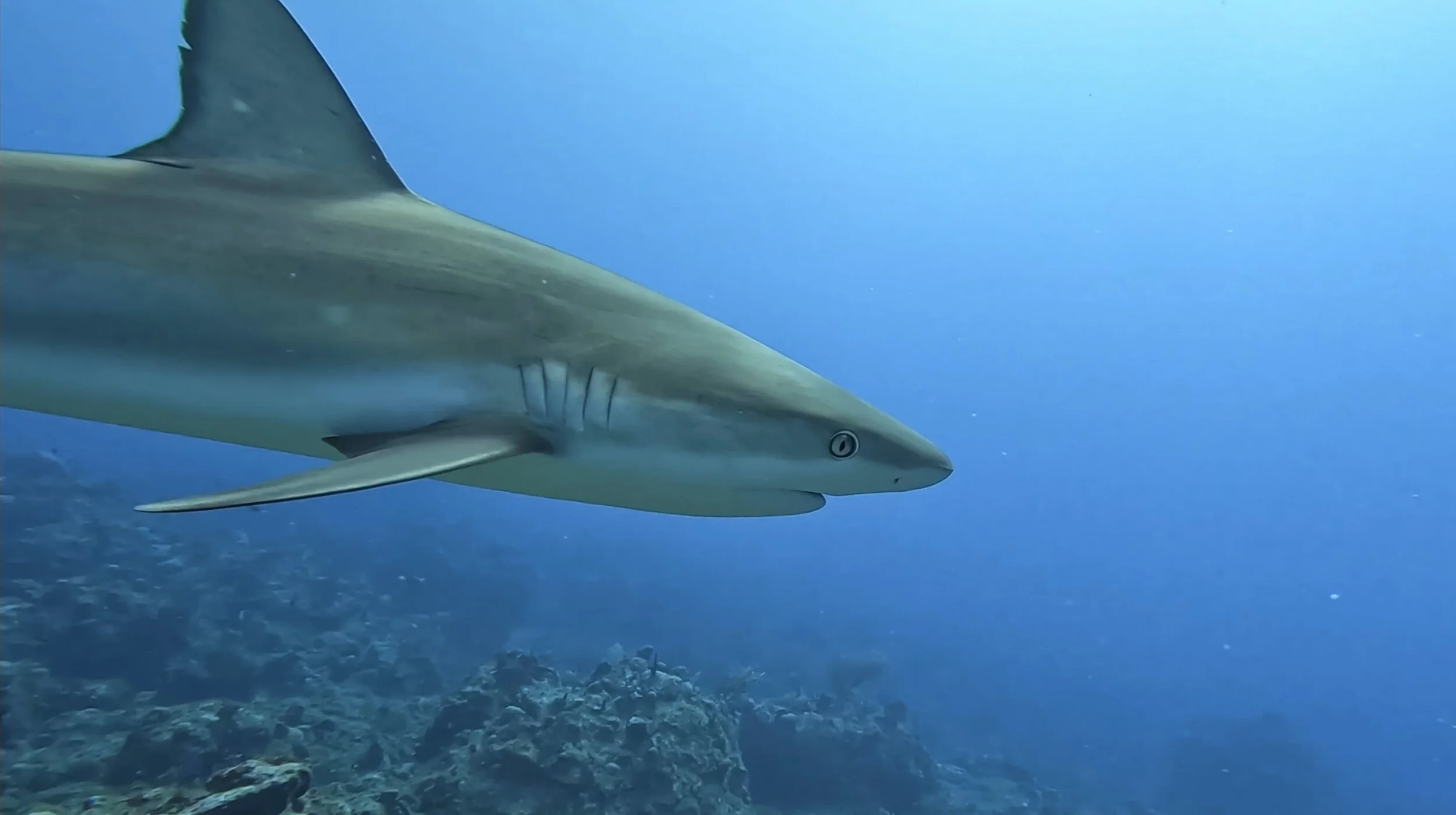 A shark swimming underwater near a coral reef.