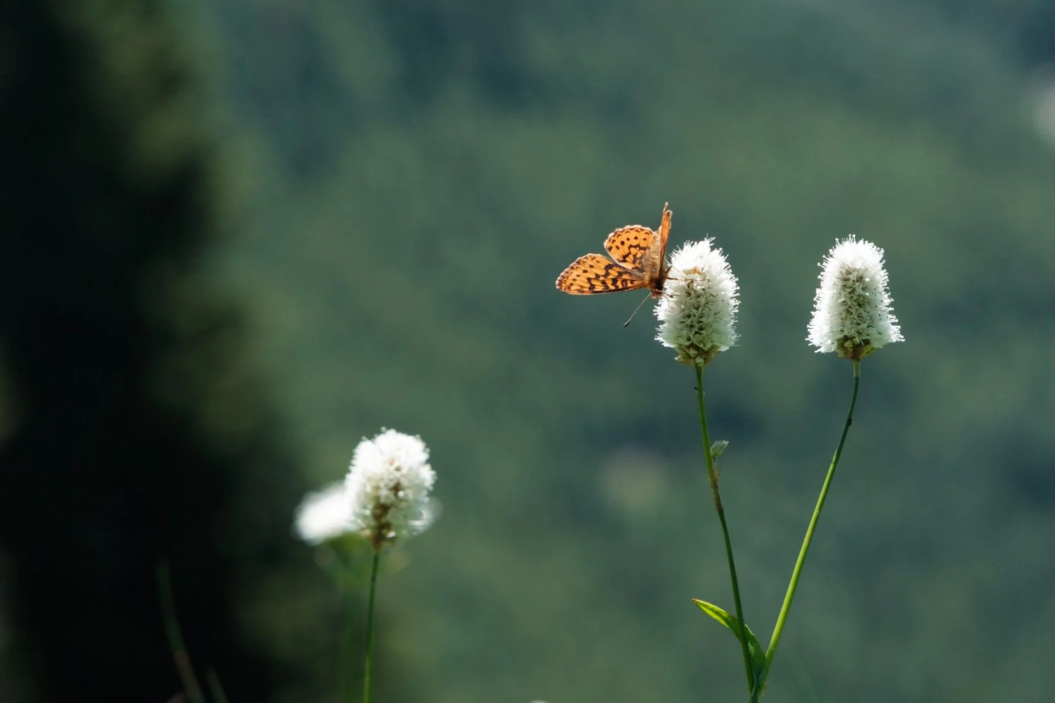 butterfly on a flower in the sun