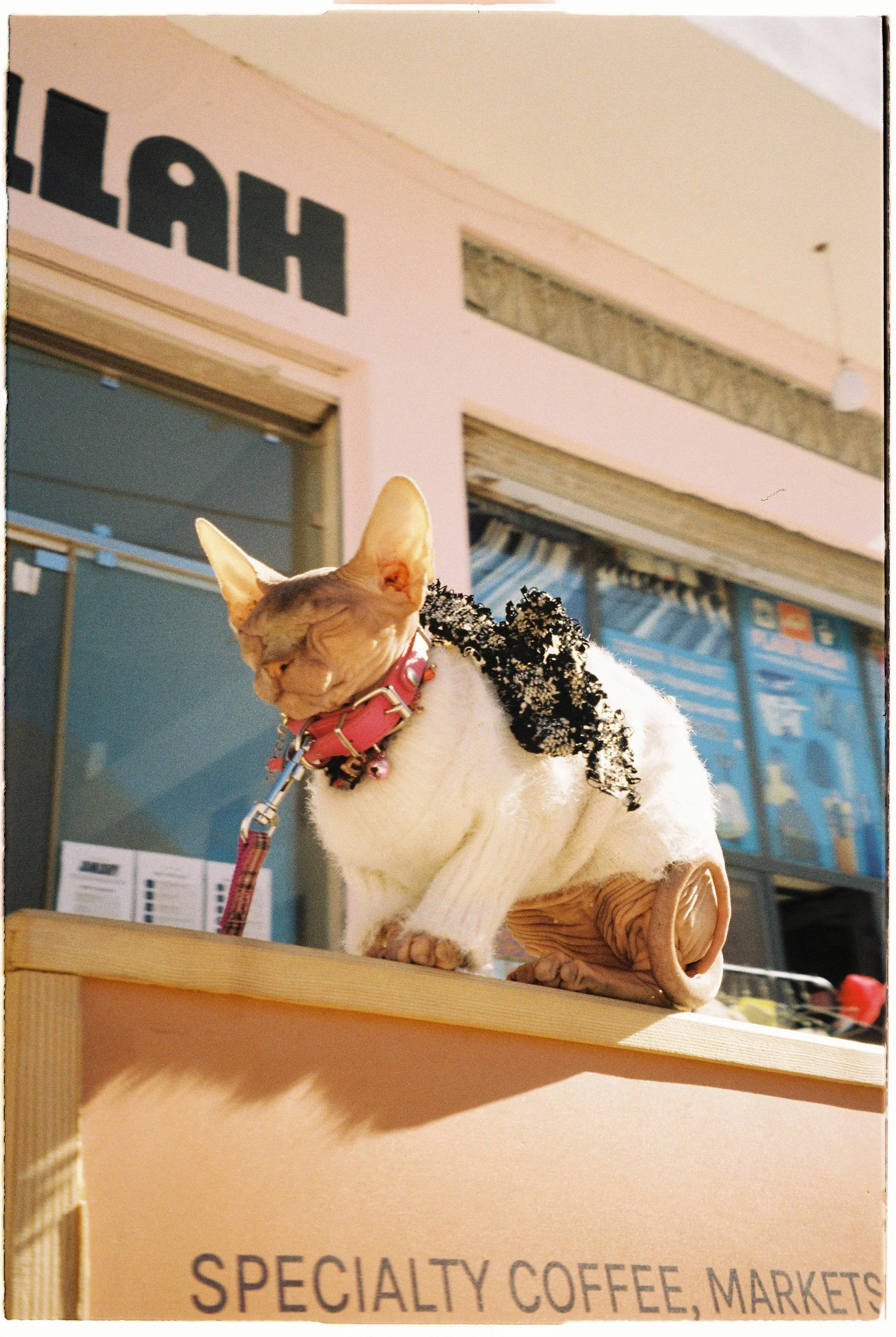 01scan-kodak200.jpg