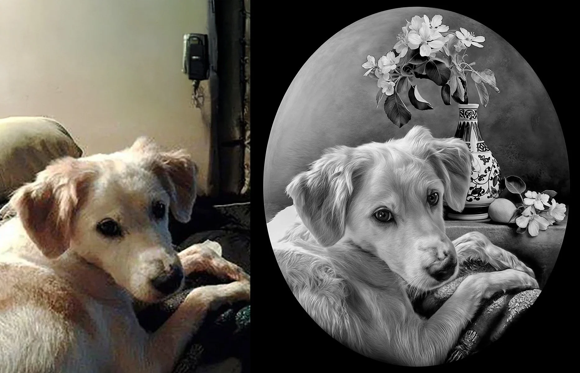 Before and after dog memorial portrait retouching with controlled grayscale tones – Memora Prime Studio